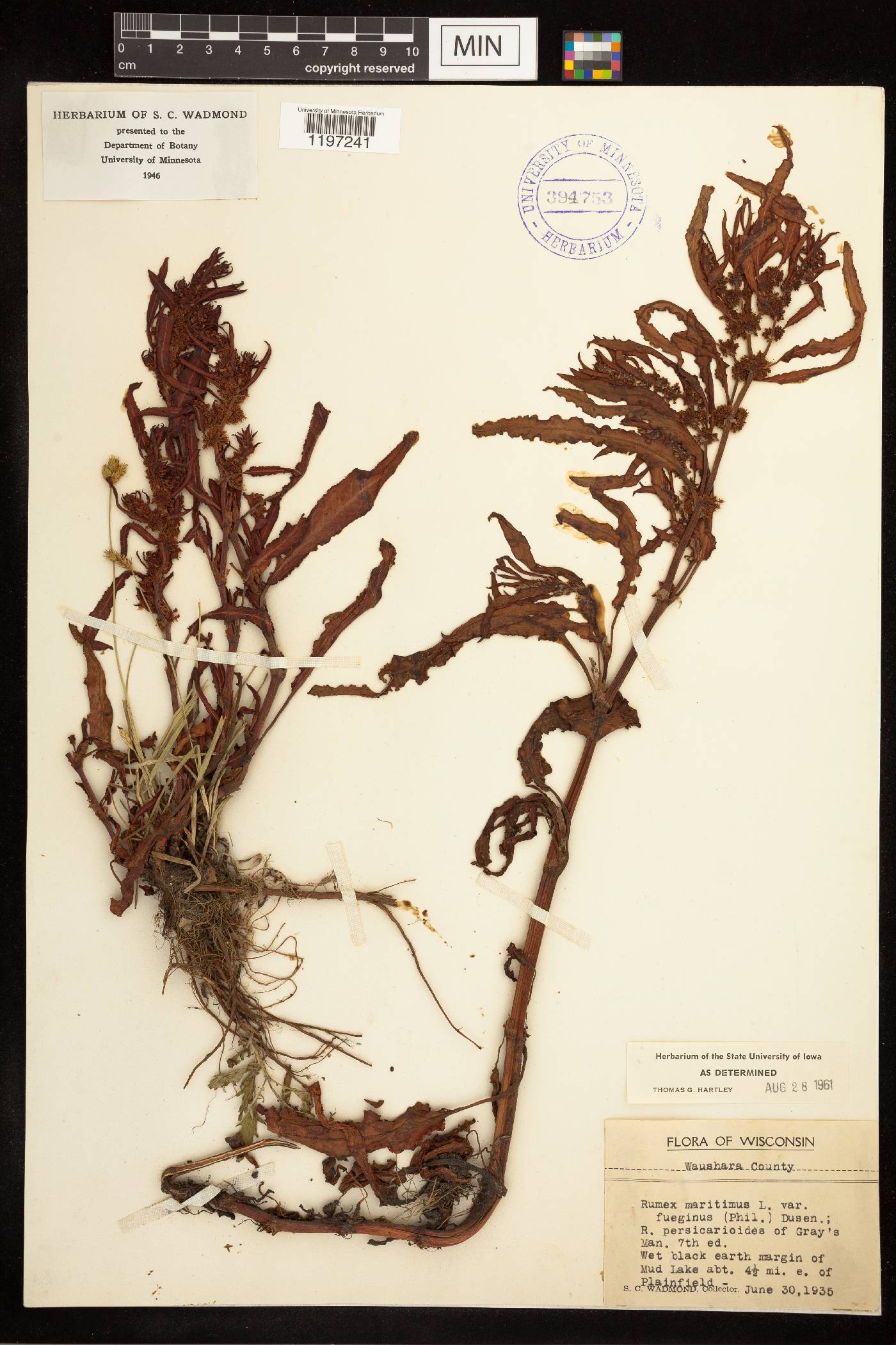 Rumex fueginus image