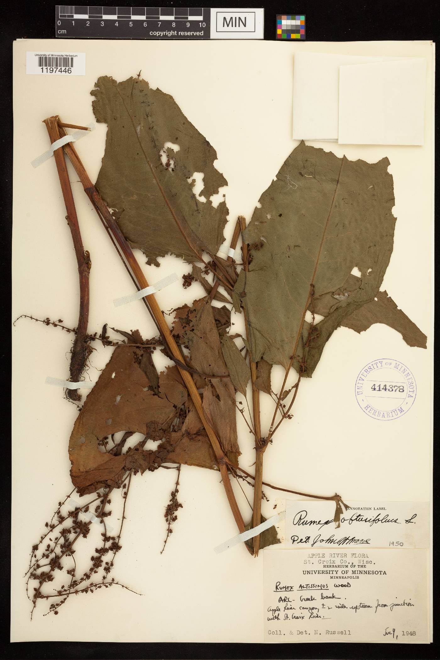 Rumex obtusifolius image