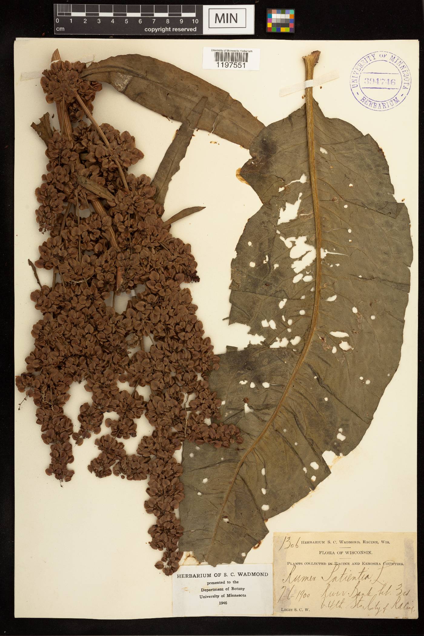 Rumex patientia image