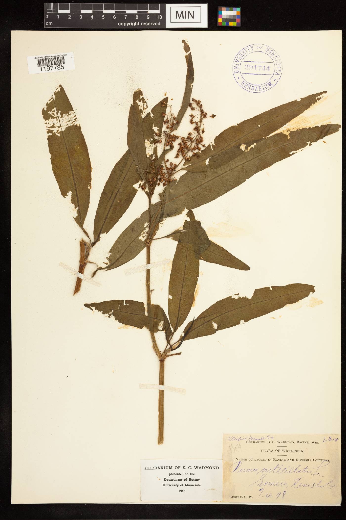 Rumex verticillatus image
