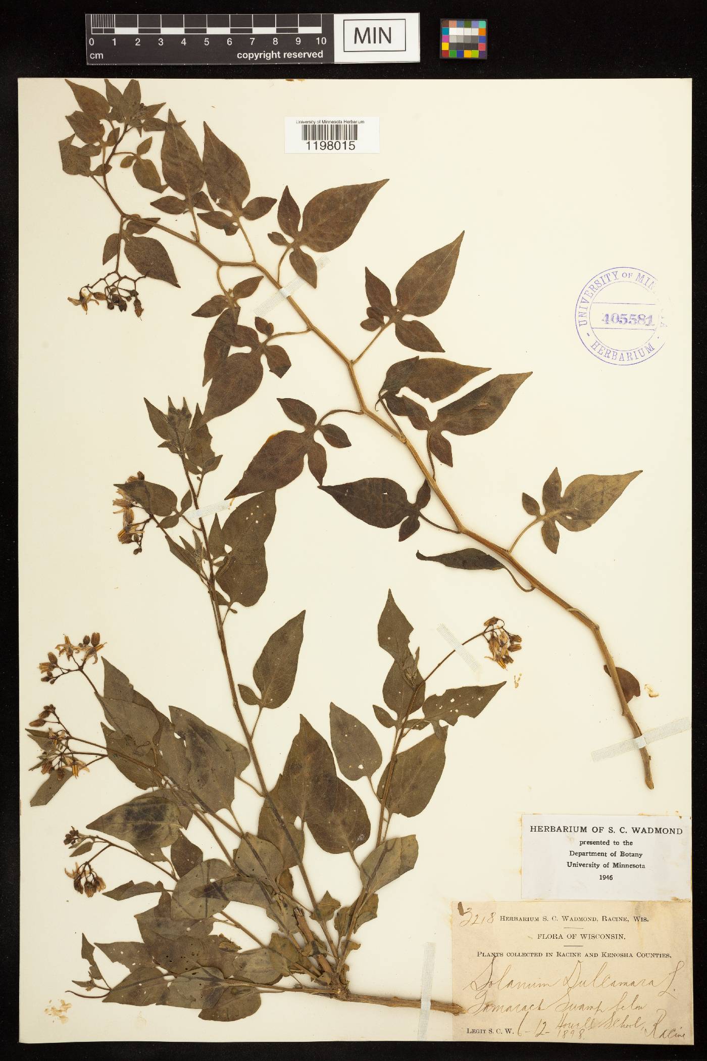 Solanum dulcamara image