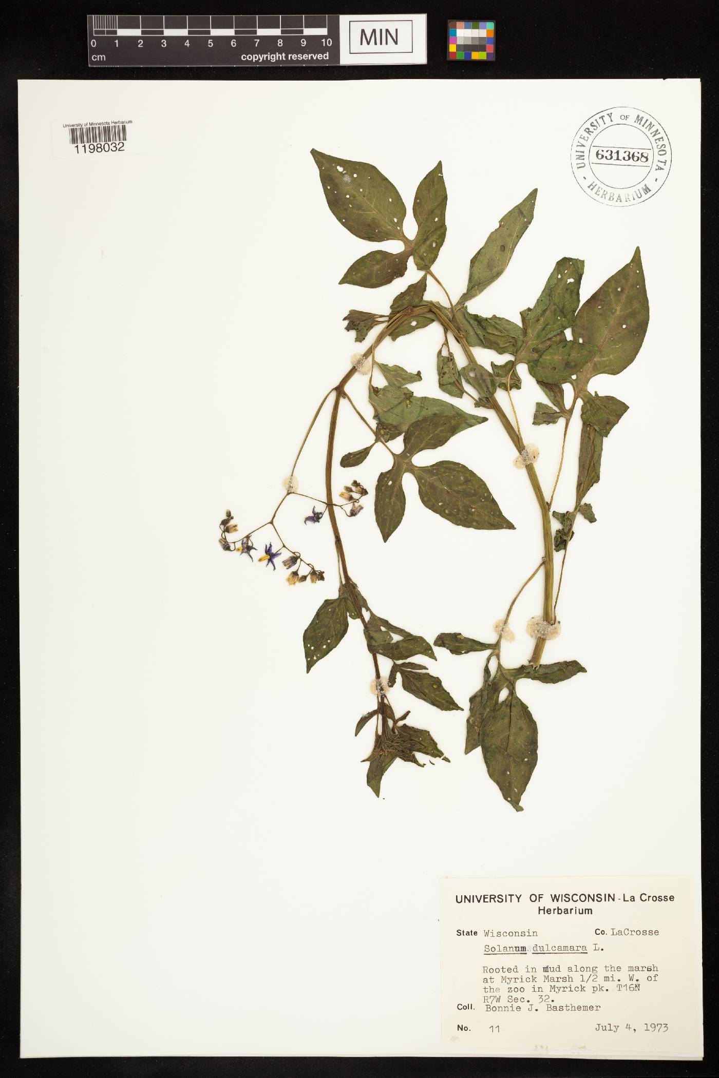 Solanum dulcamara image