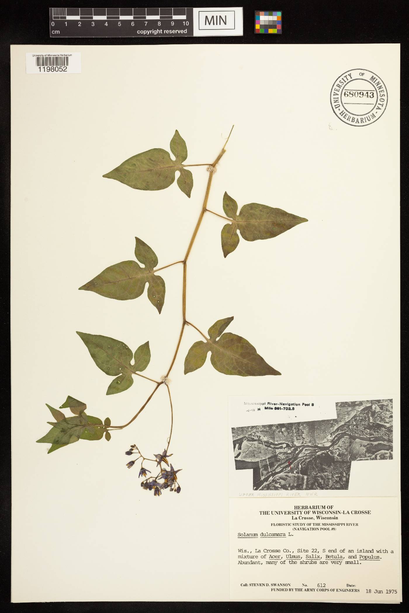 Solanum dulcamara image