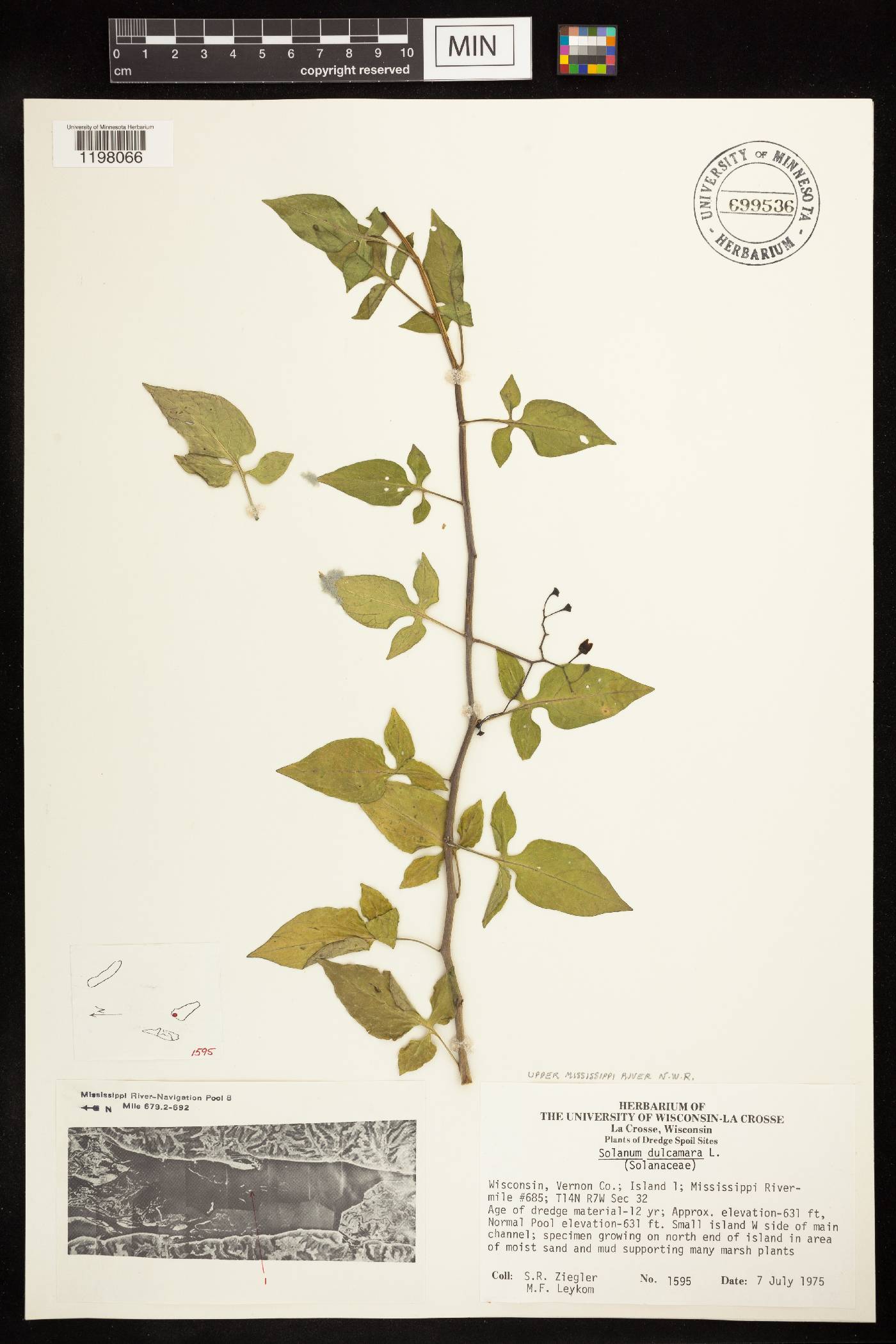 Solanum dulcamara image