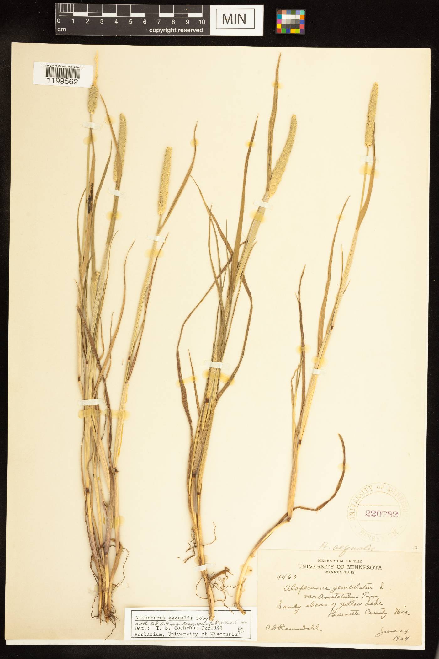 Alopecurus aequalis image