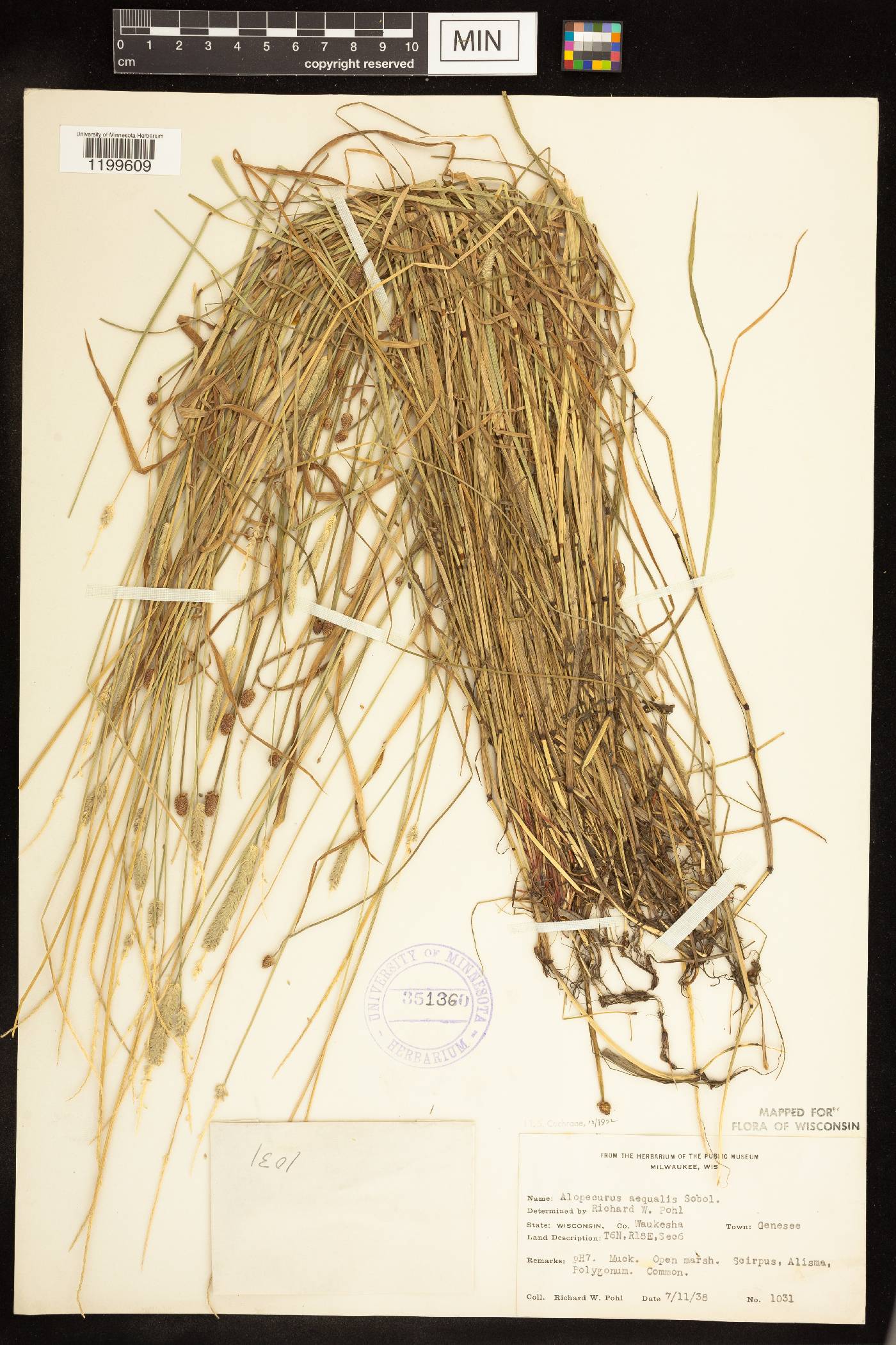 Alopecurus aequalis image