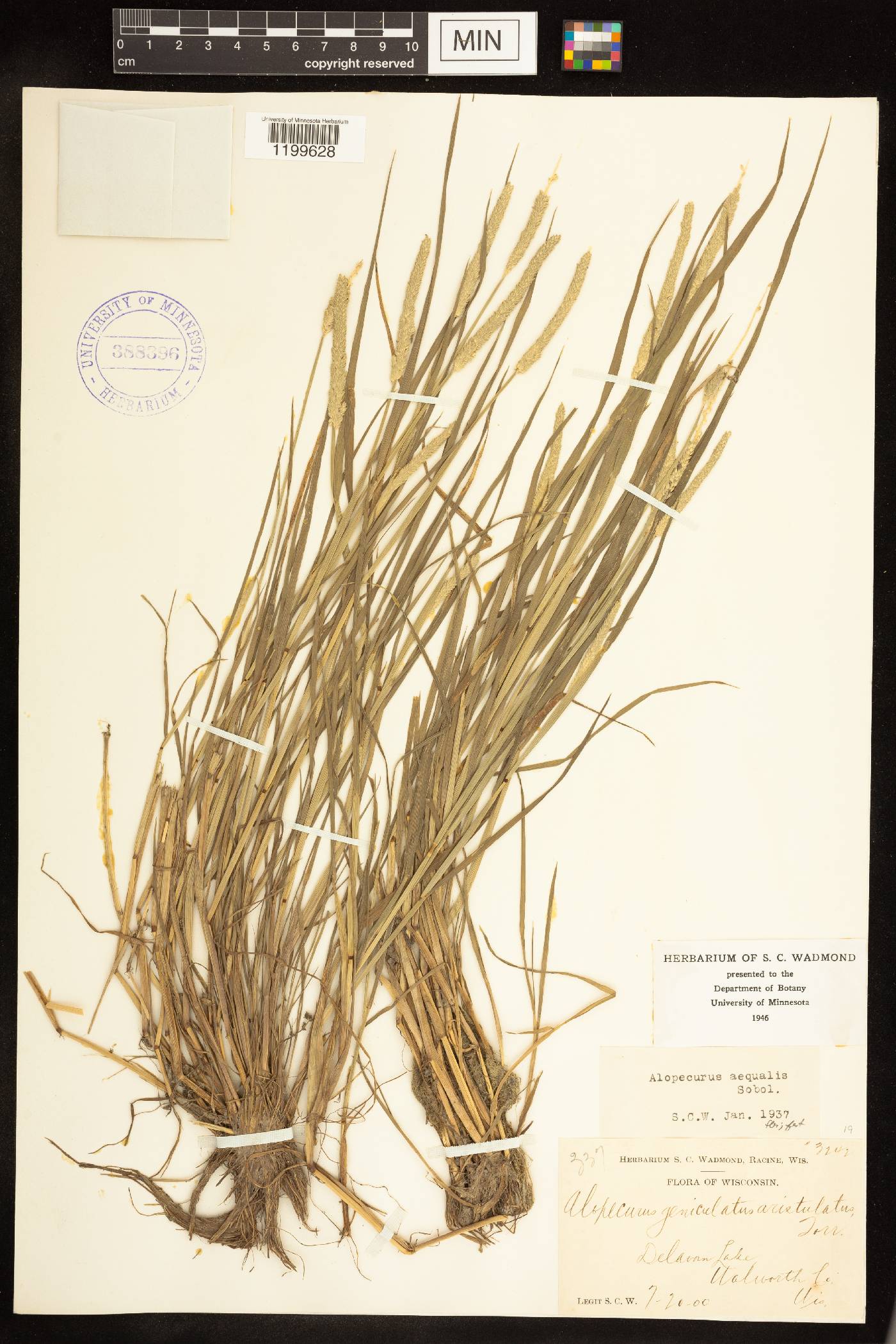 Alopecurus aequalis image