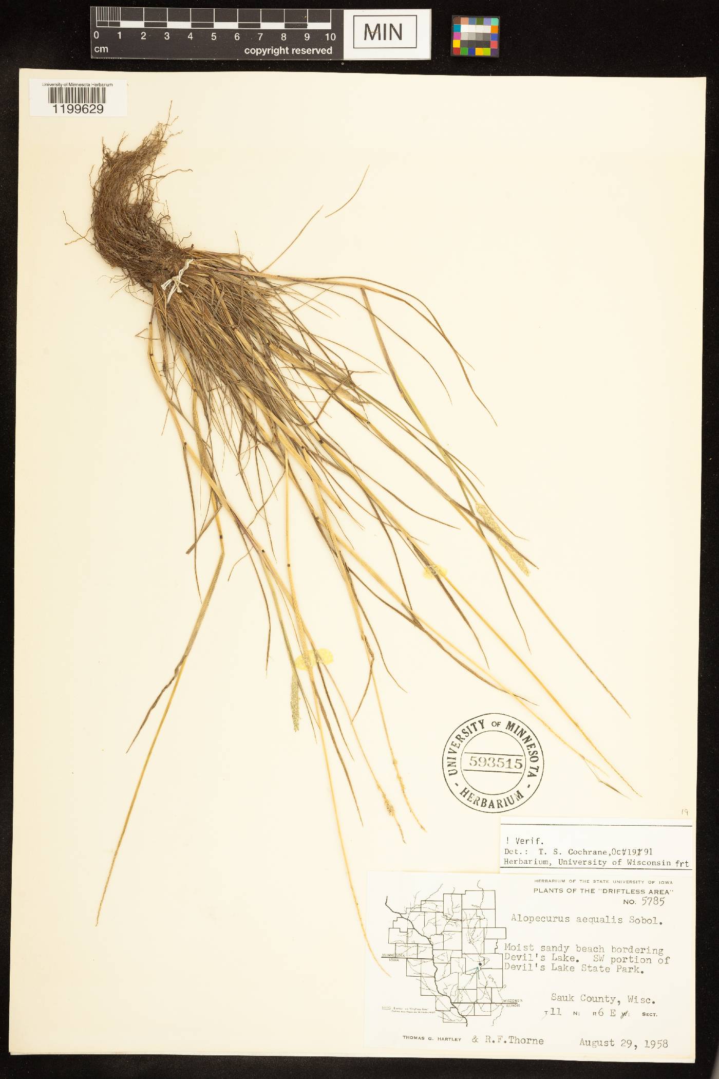 Alopecurus aequalis image