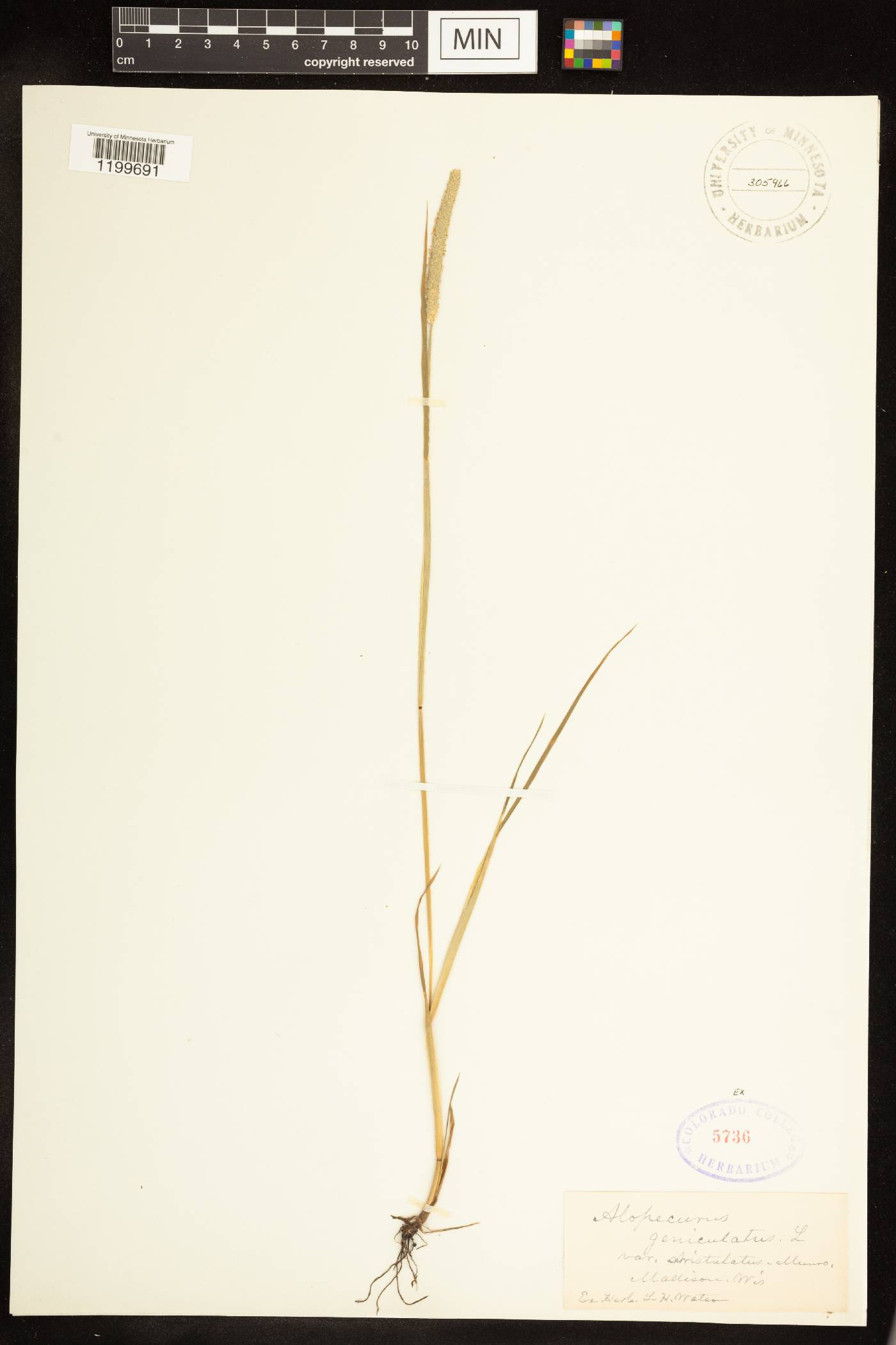 Alopecurus aequalis image