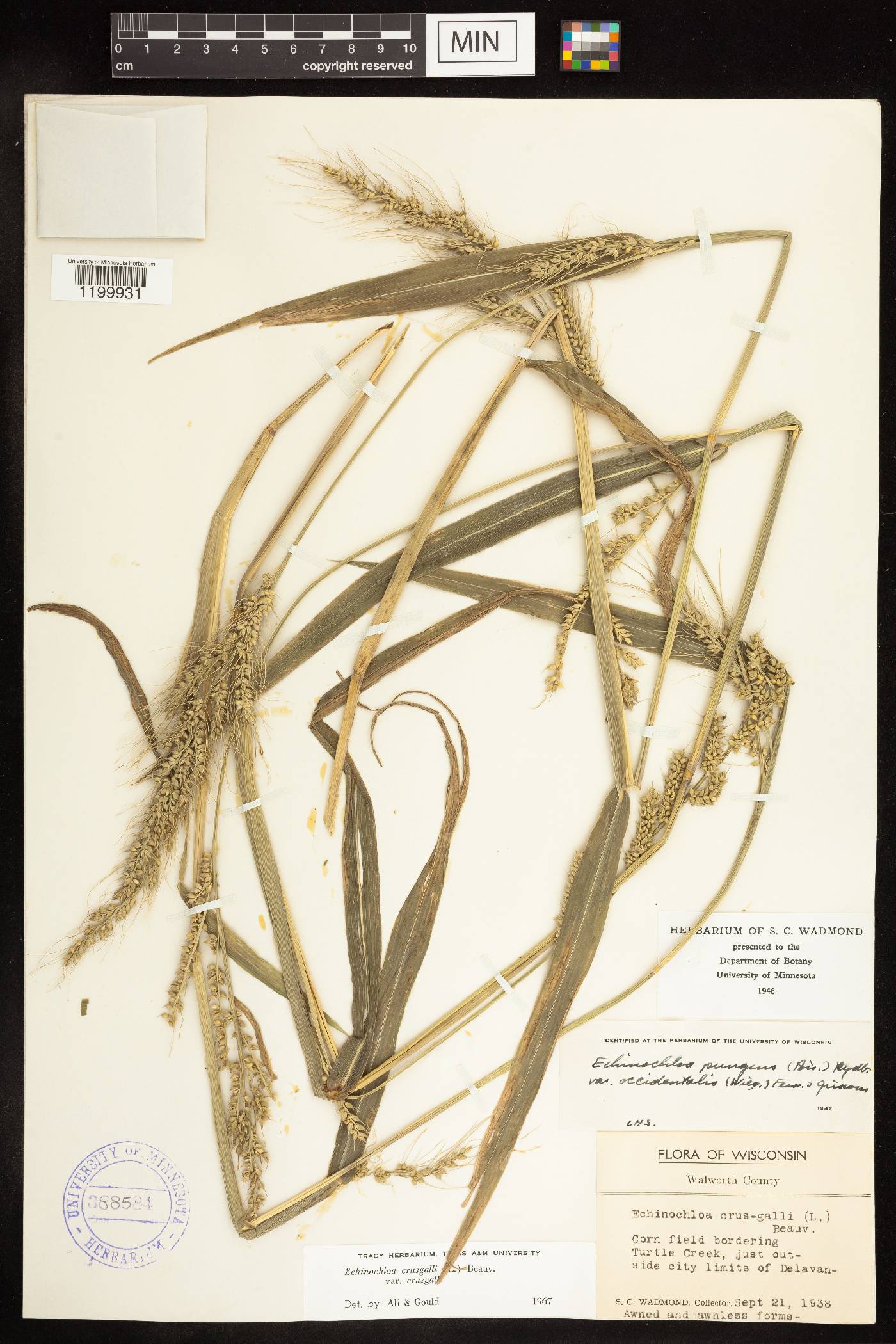 Echinochloa crus-galli image
