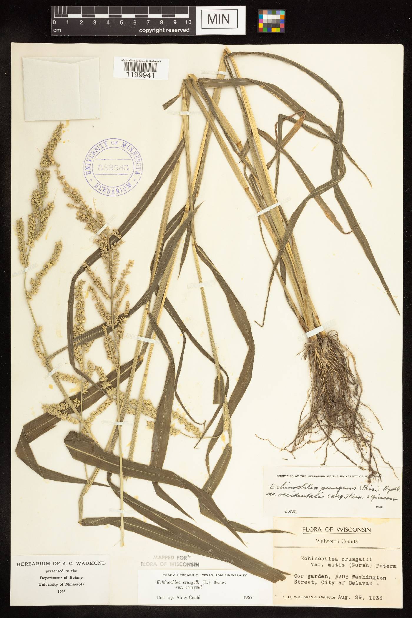 Echinochloa crus-galli image