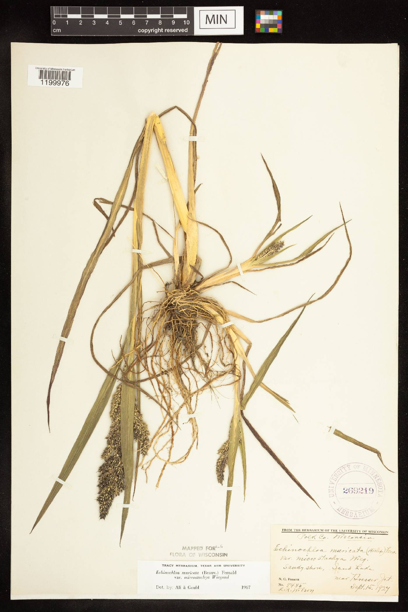 Echinochloa muricata var. microstachya image