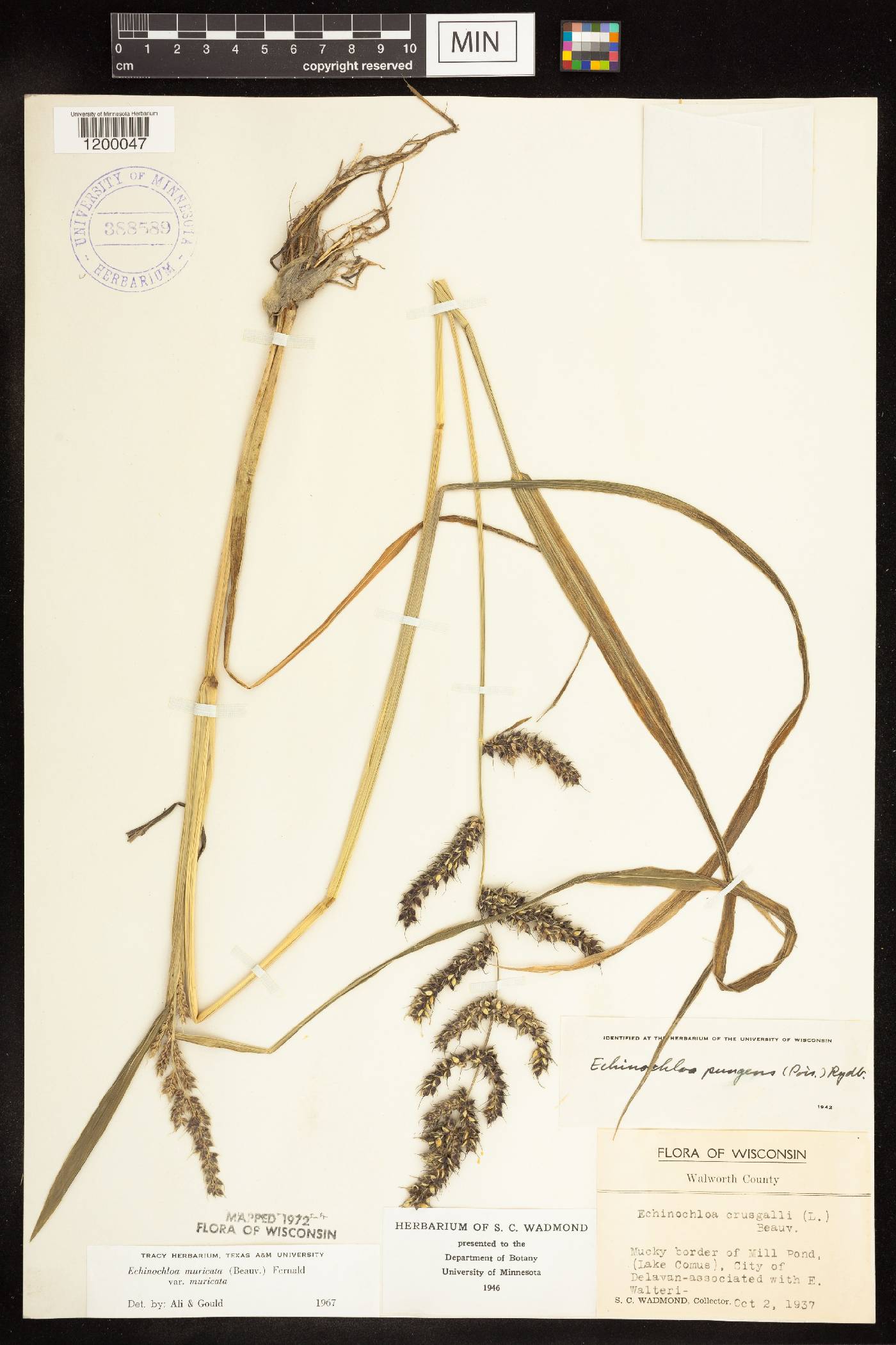 Echinochloa muricata var. muricata image