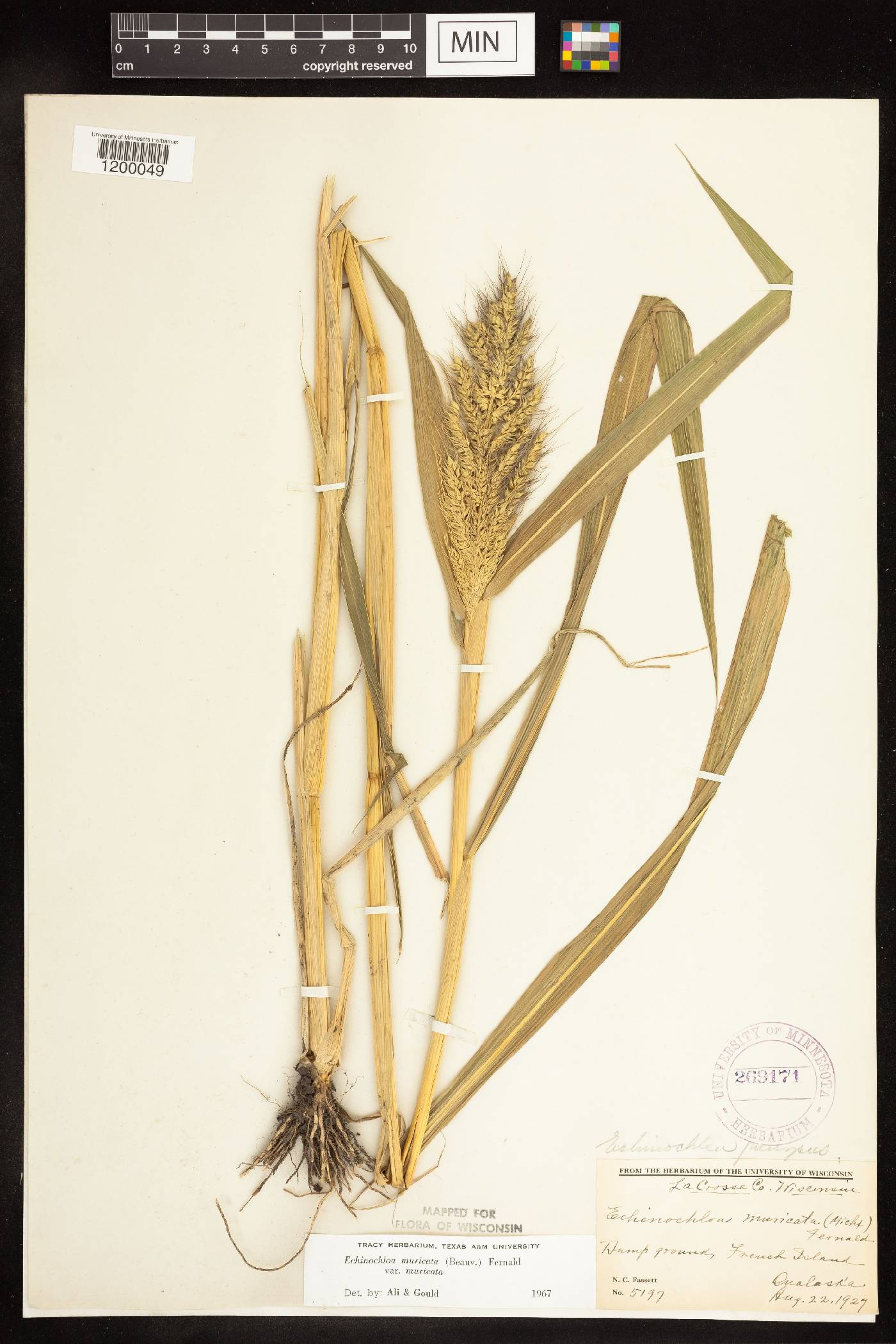 Echinochloa muricata var. muricata image