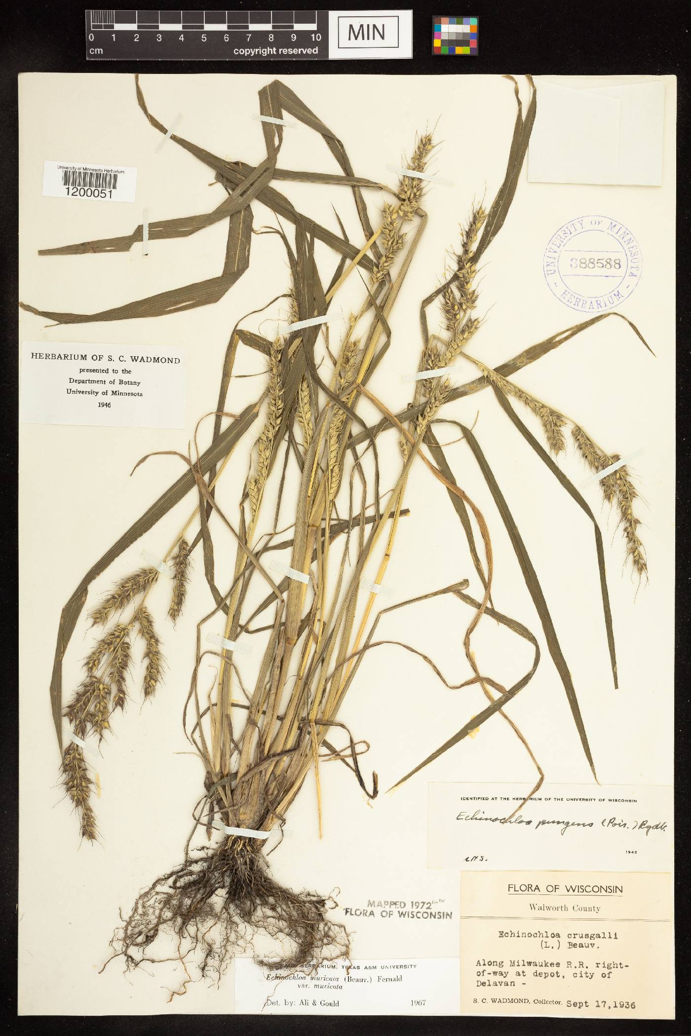 Echinochloa muricata var. muricata image
