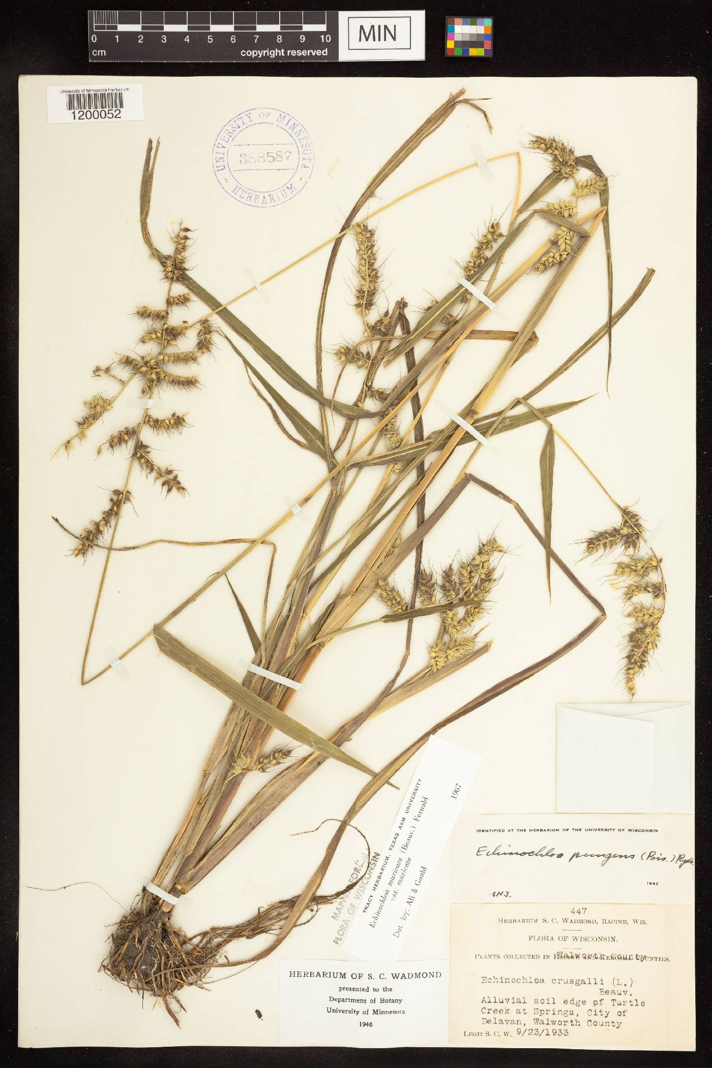 Echinochloa muricata var. muricata image