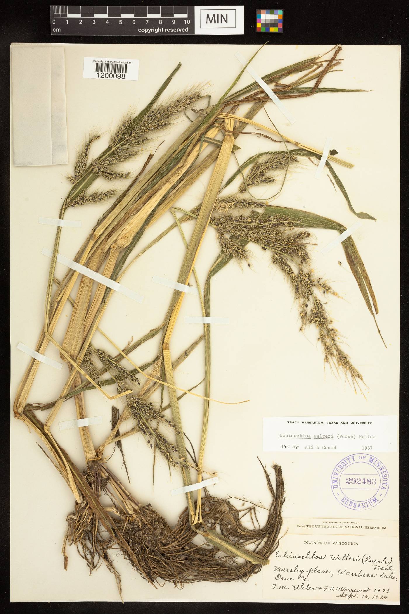 Echinochloa walteri image