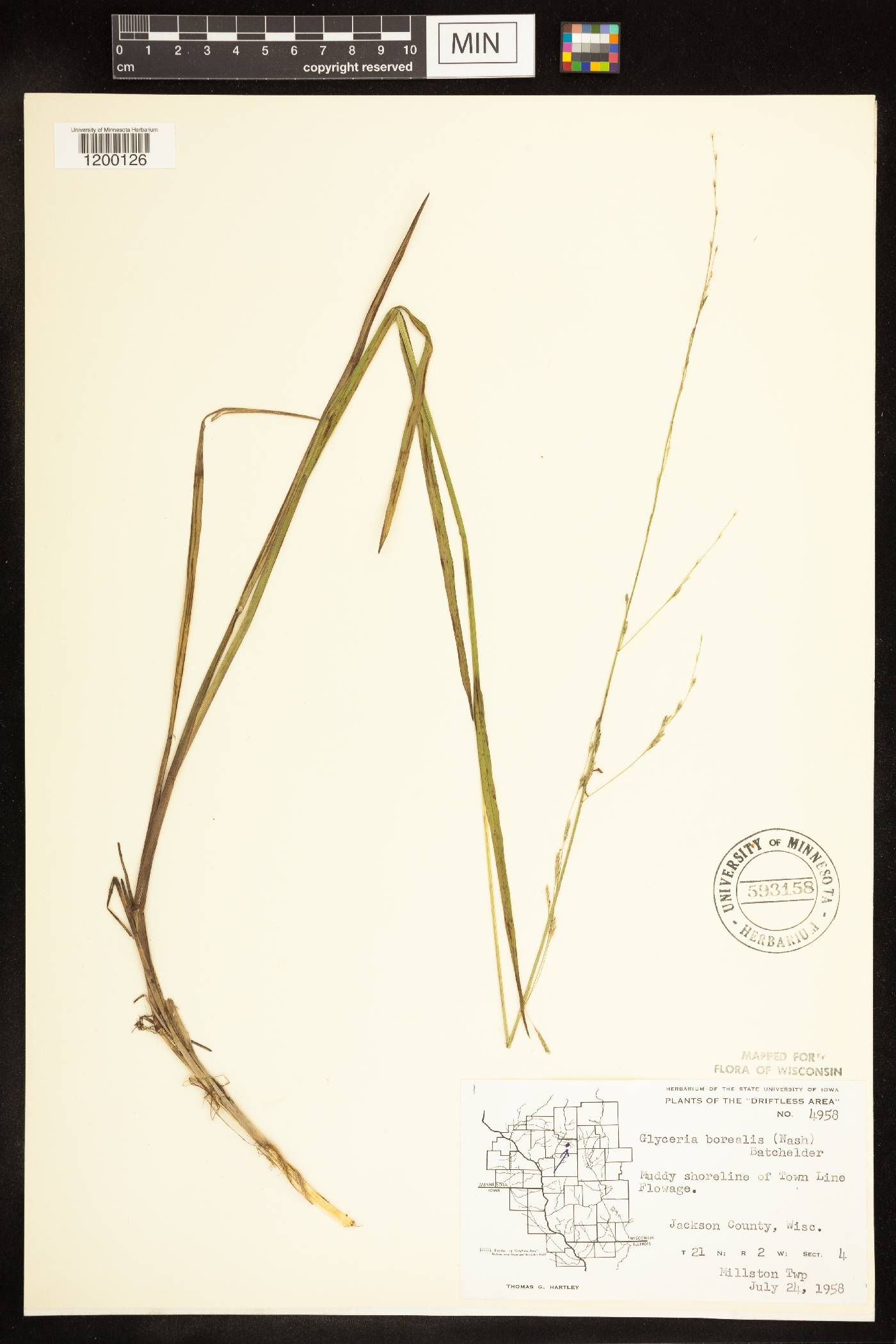 Glyceria borealis image