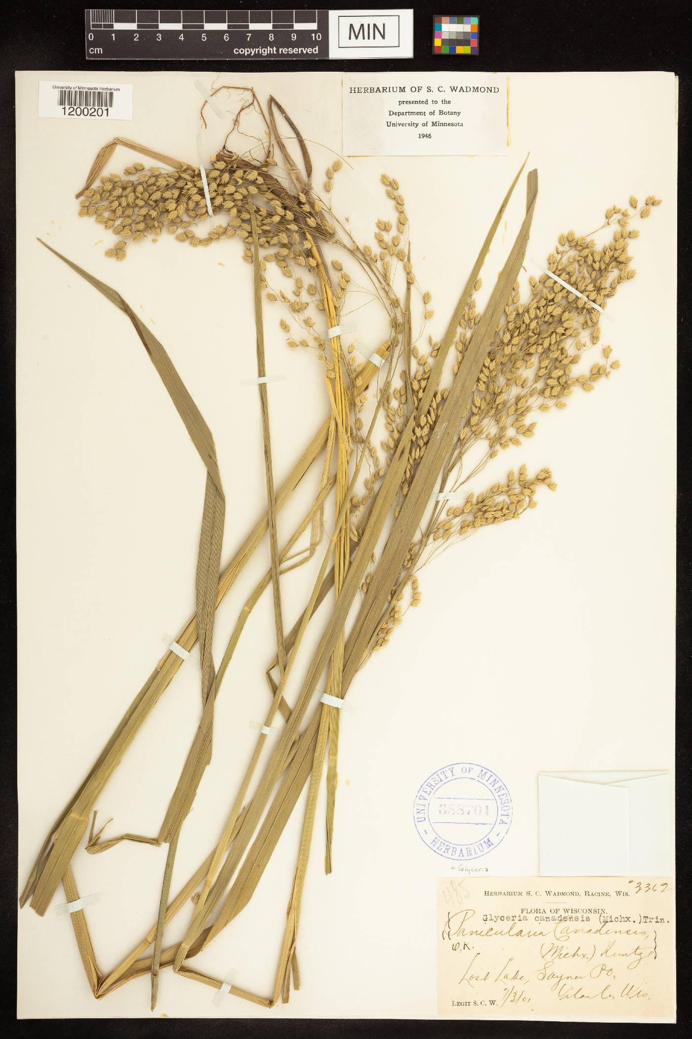 Glyceria canadensis image