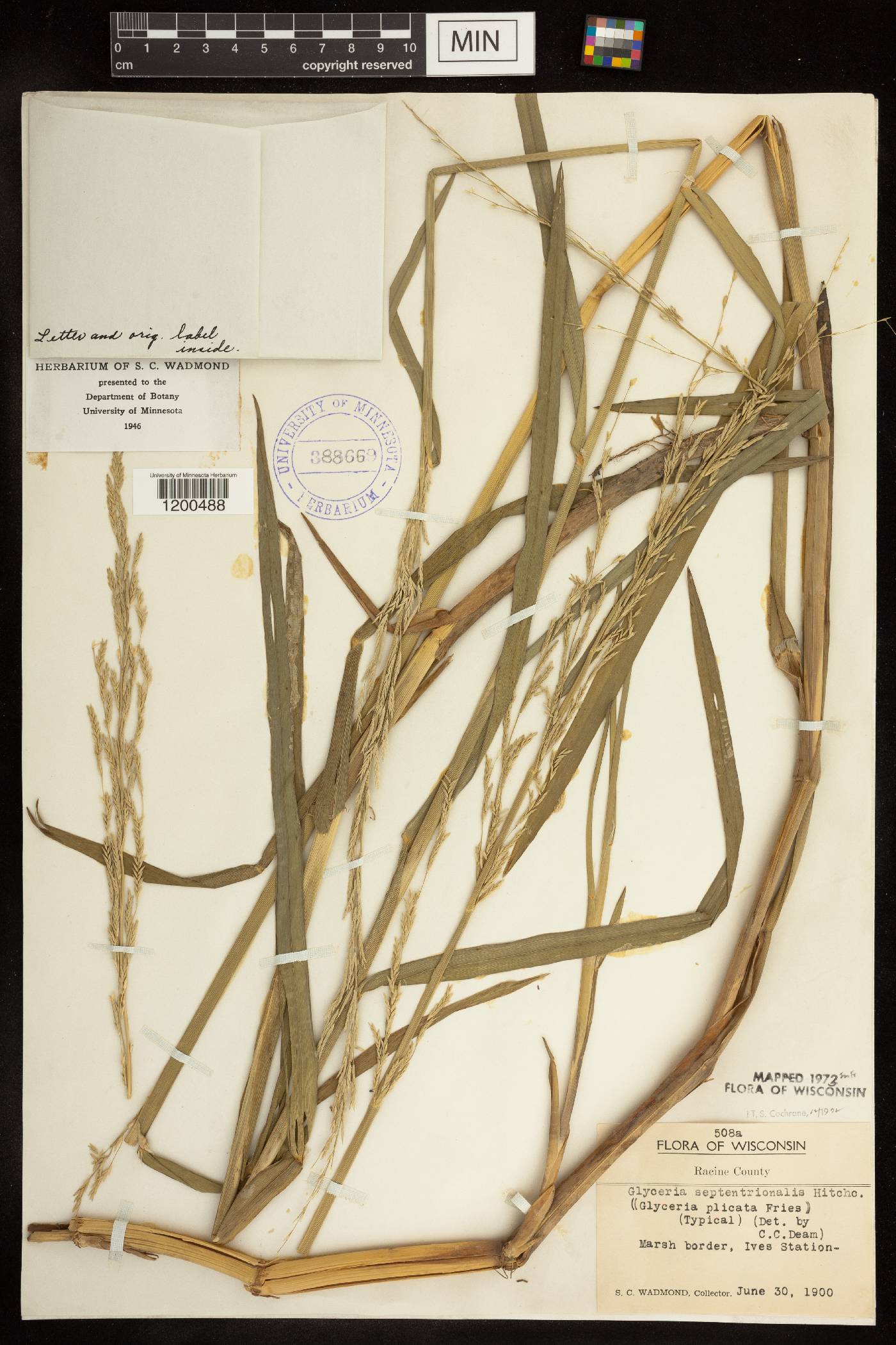 Glyceria septentrionalis image