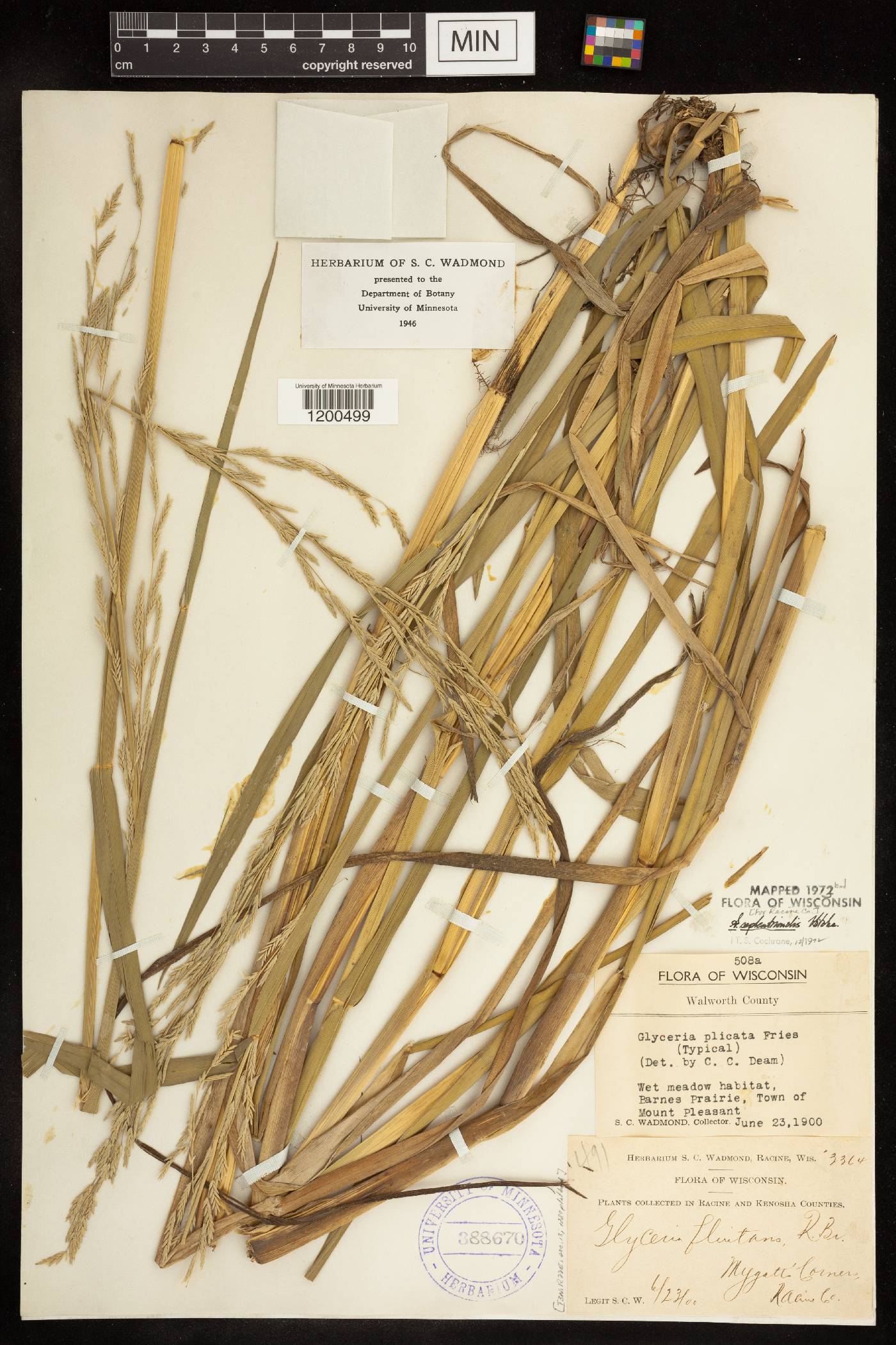 Glyceria septentrionalis image