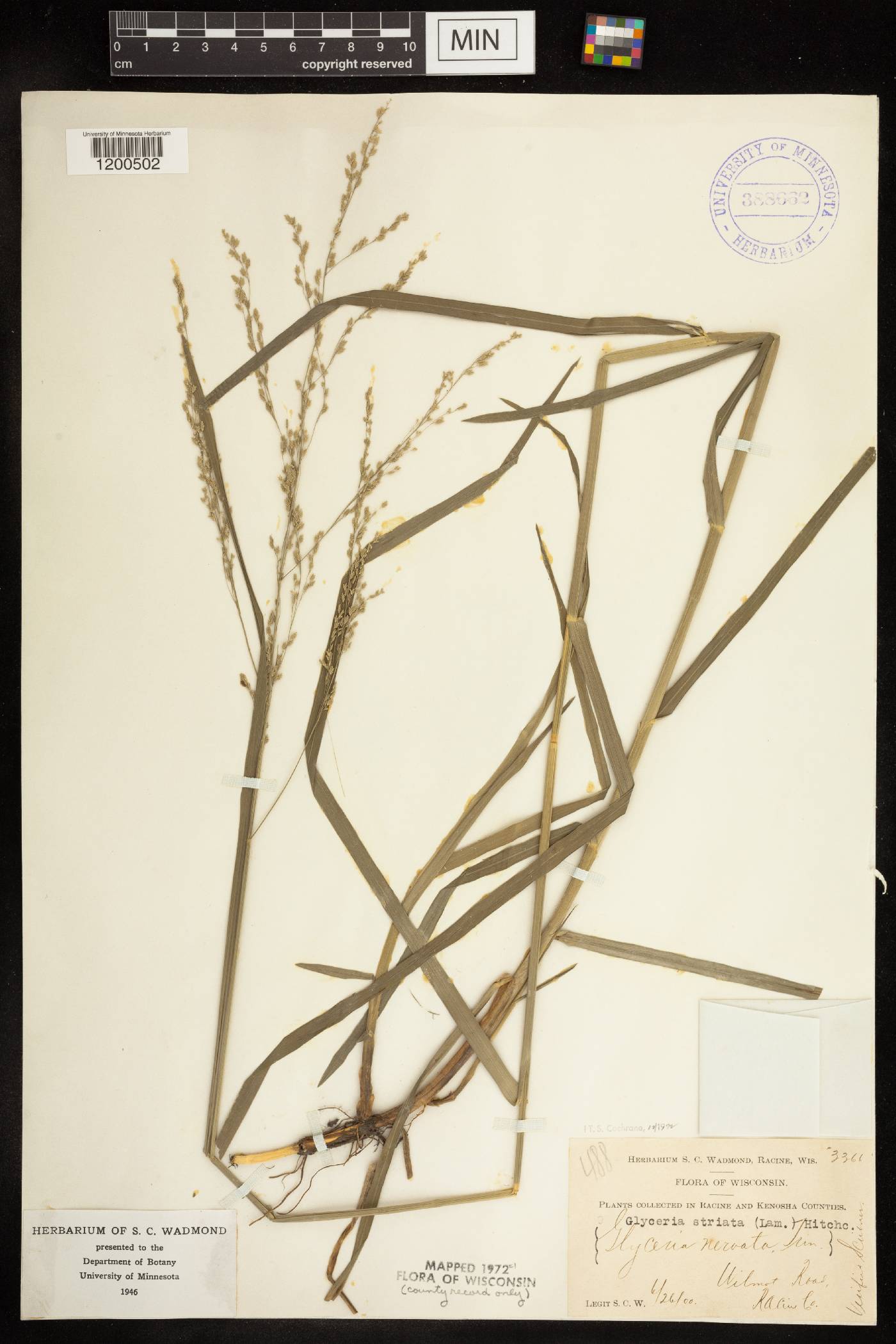 Glyceria striata image