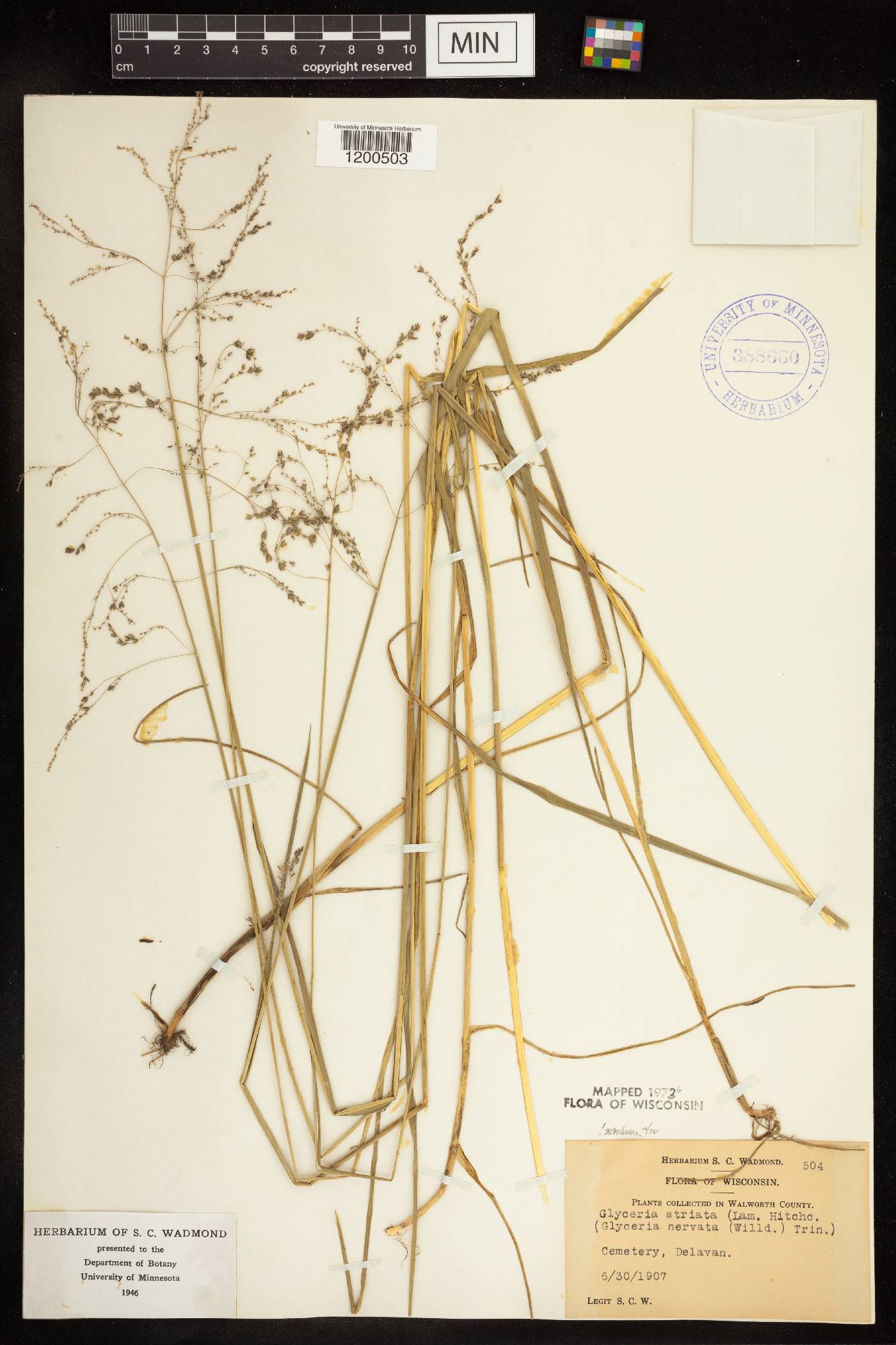 Glyceria striata image
