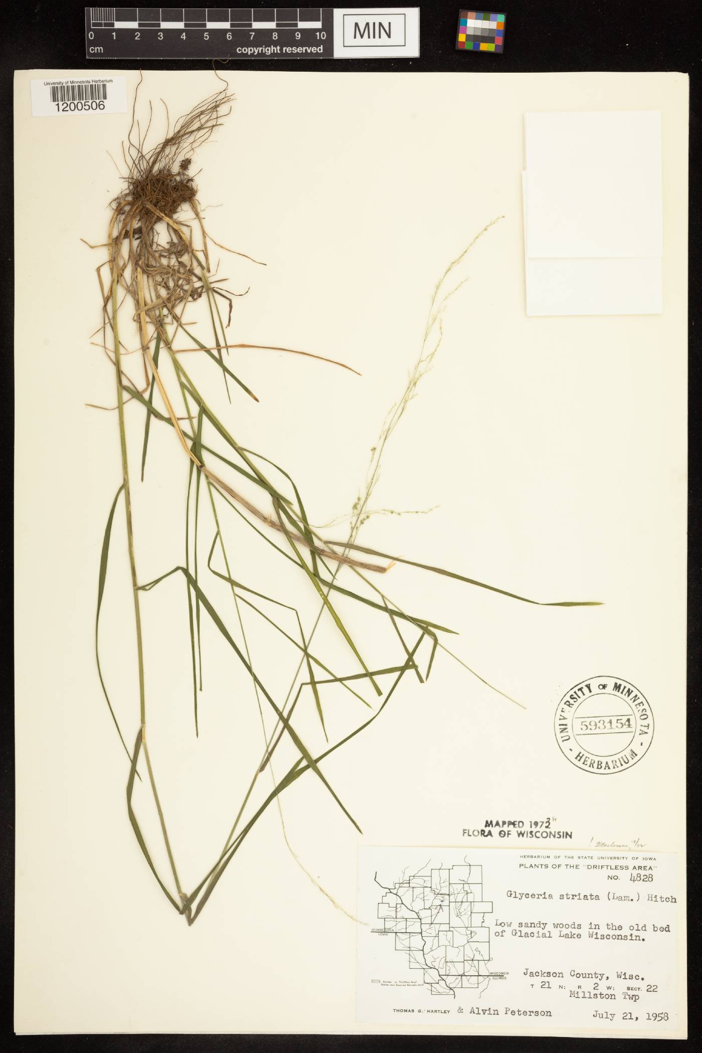 Glyceria striata image