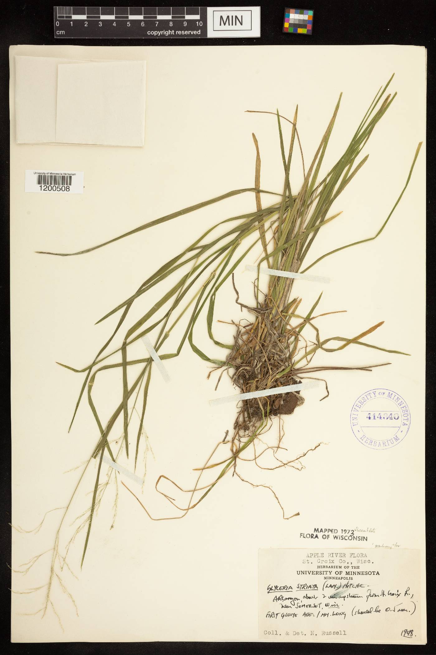 Glyceria striata image