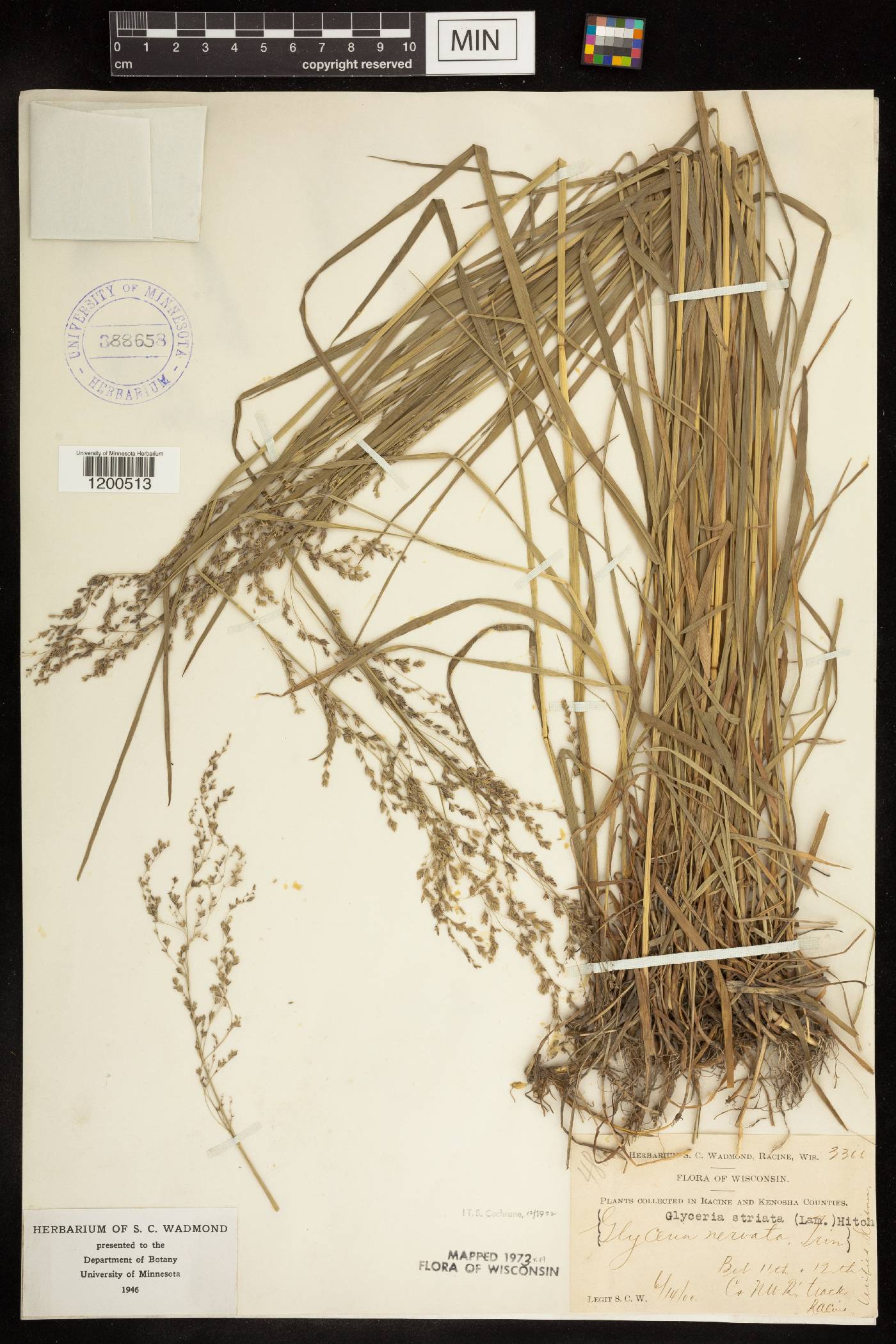 Glyceria striata image