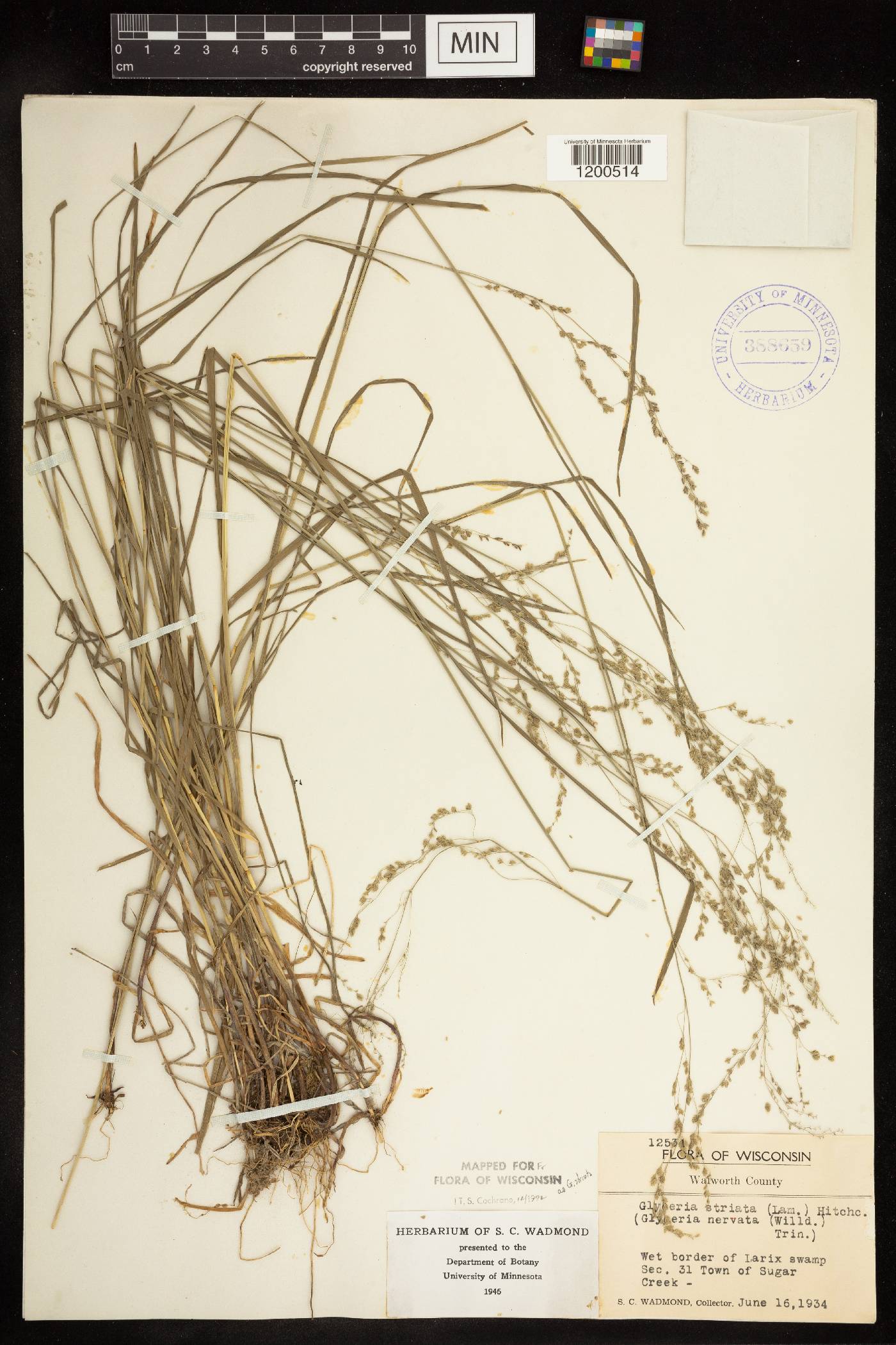 Glyceria striata image