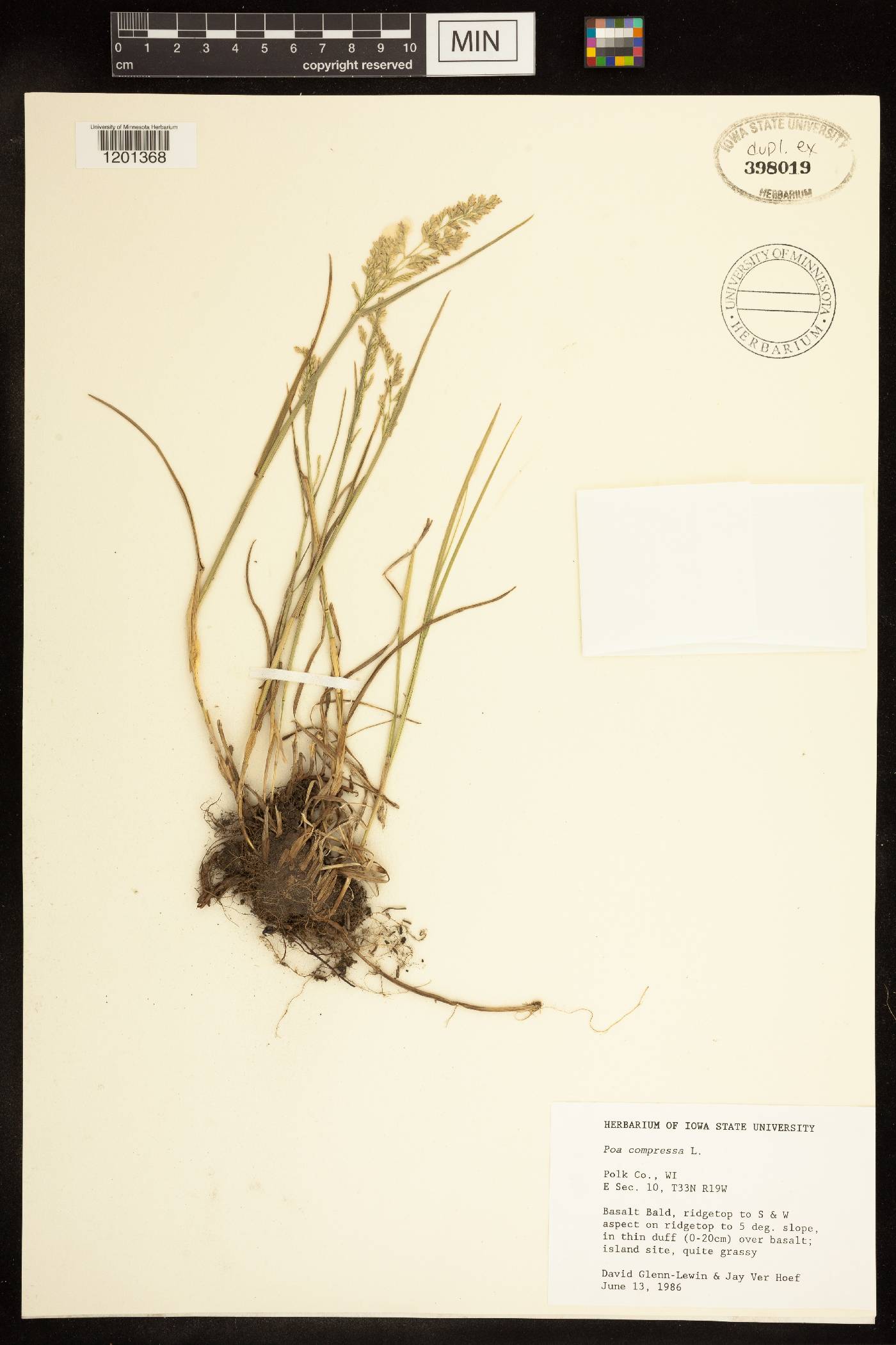 Poa compressa image