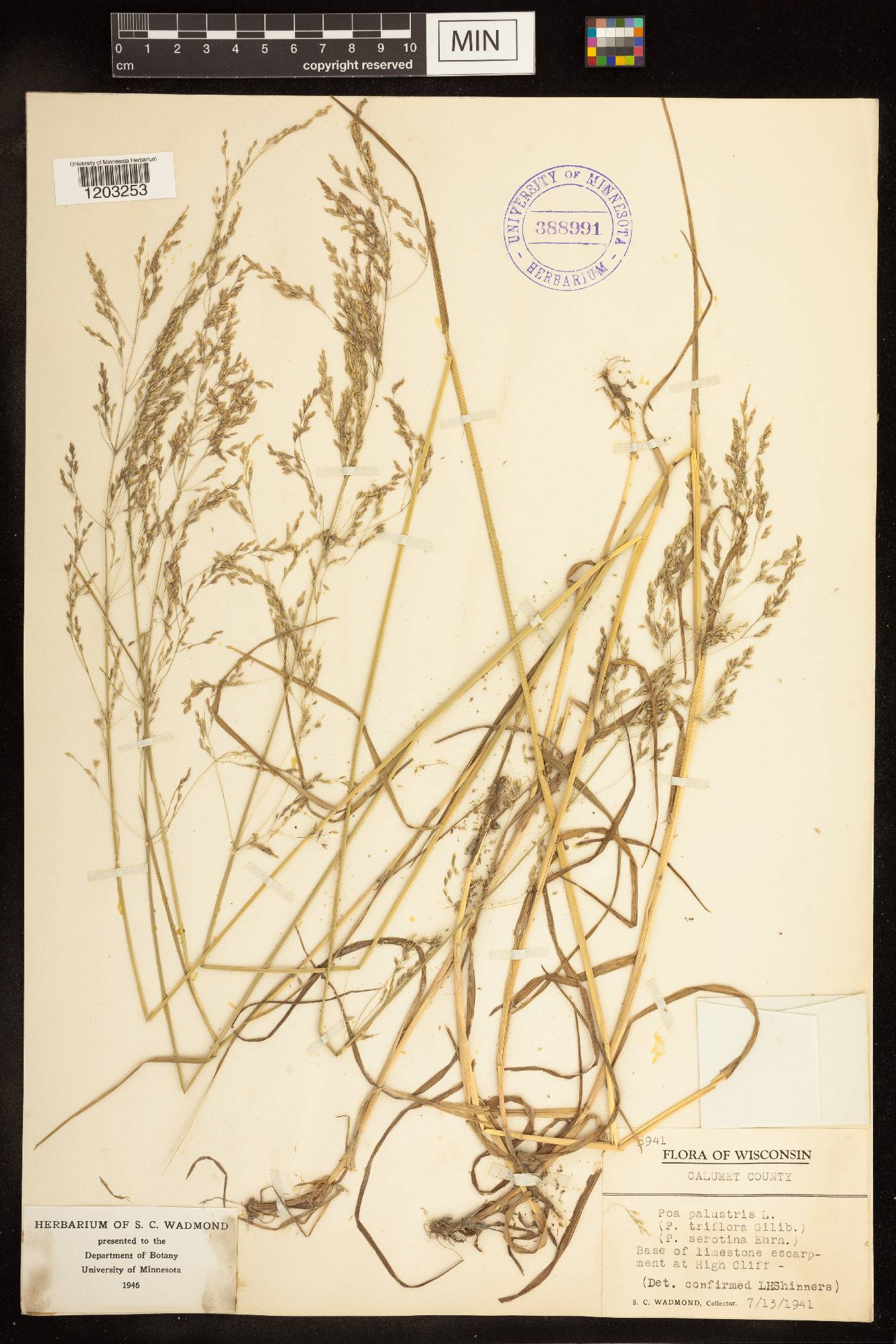 Poa palustris image
