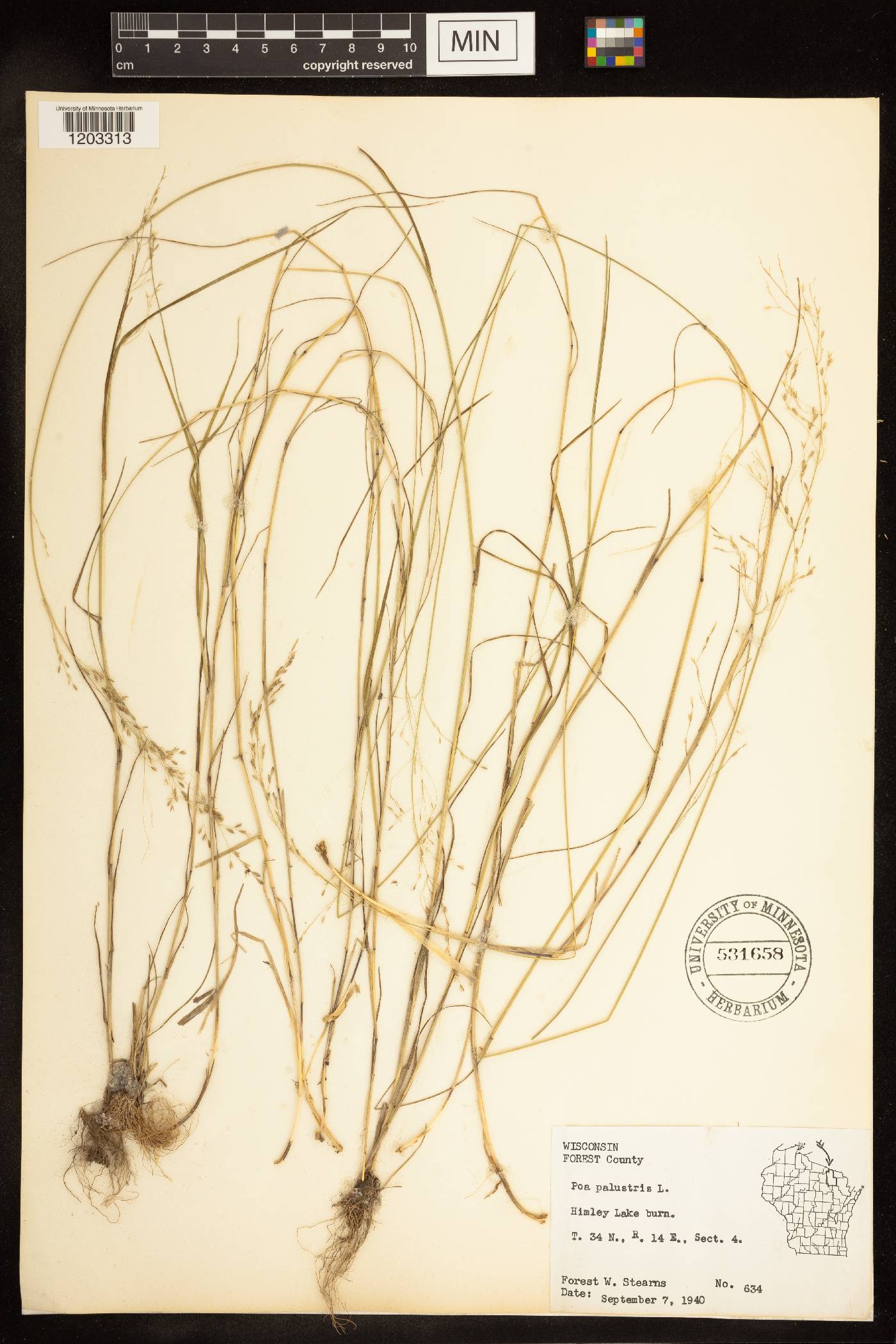 Poa palustris image