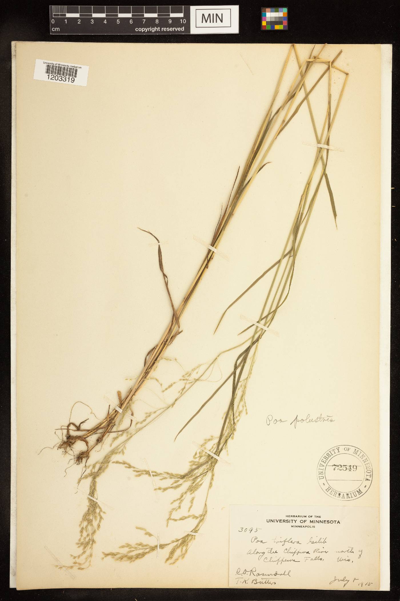 Poa palustris image