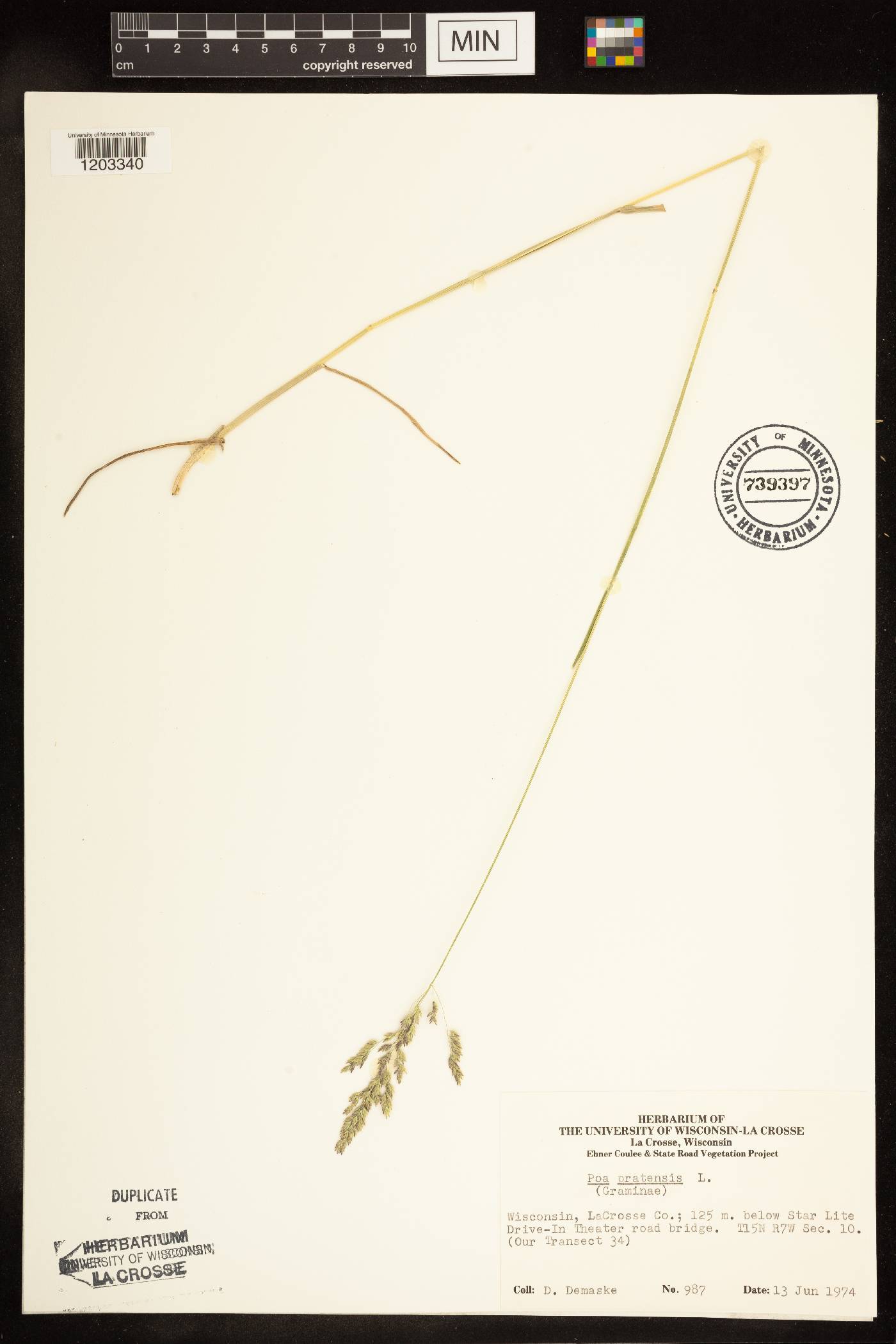 Poa pratensis image