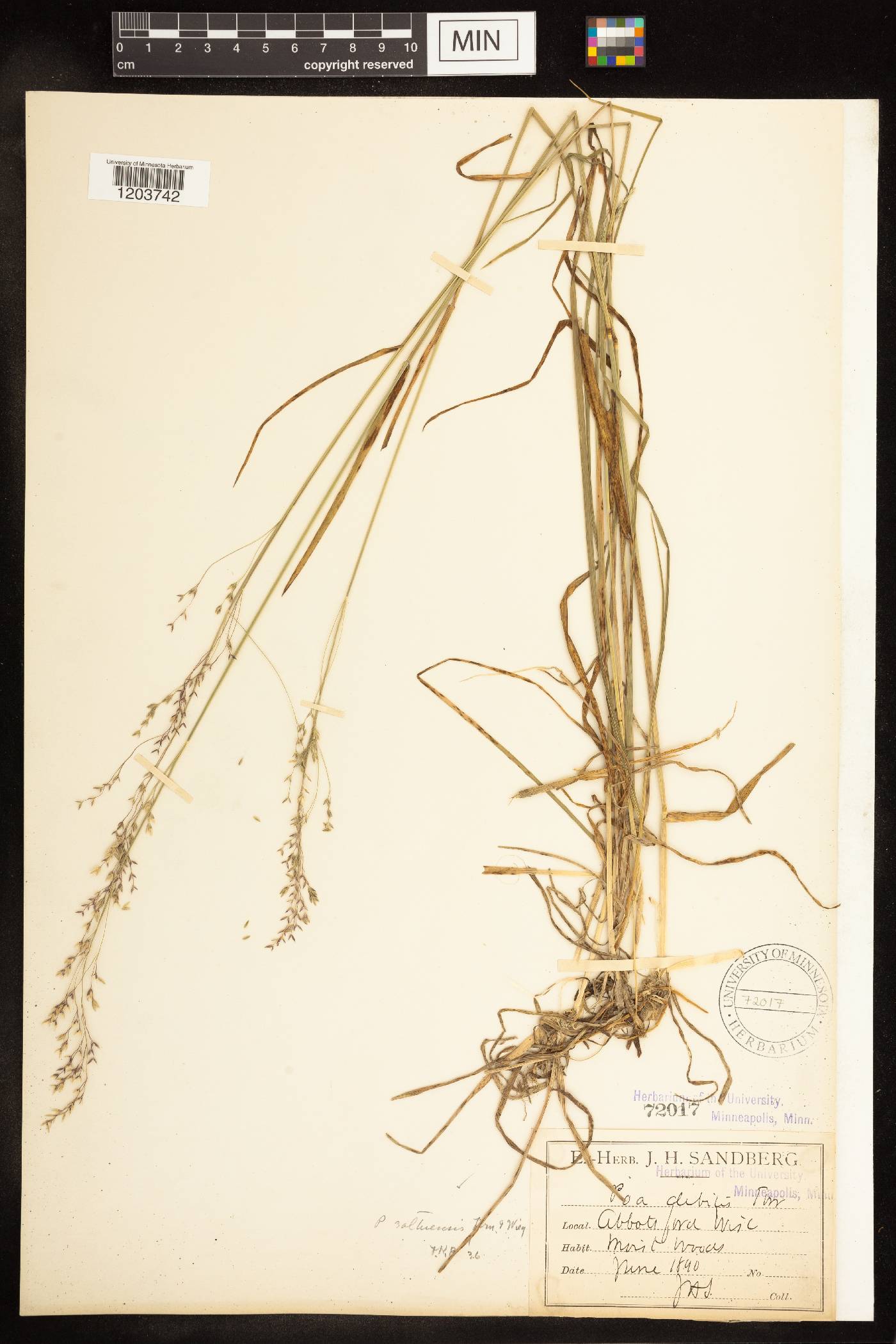Poa saltuensis image