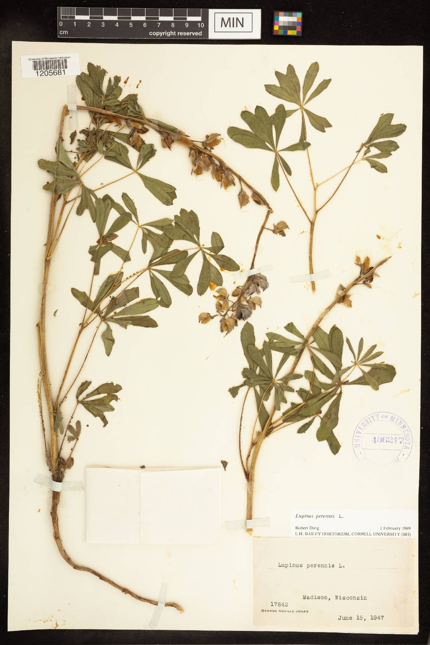 Lupinus perennis image