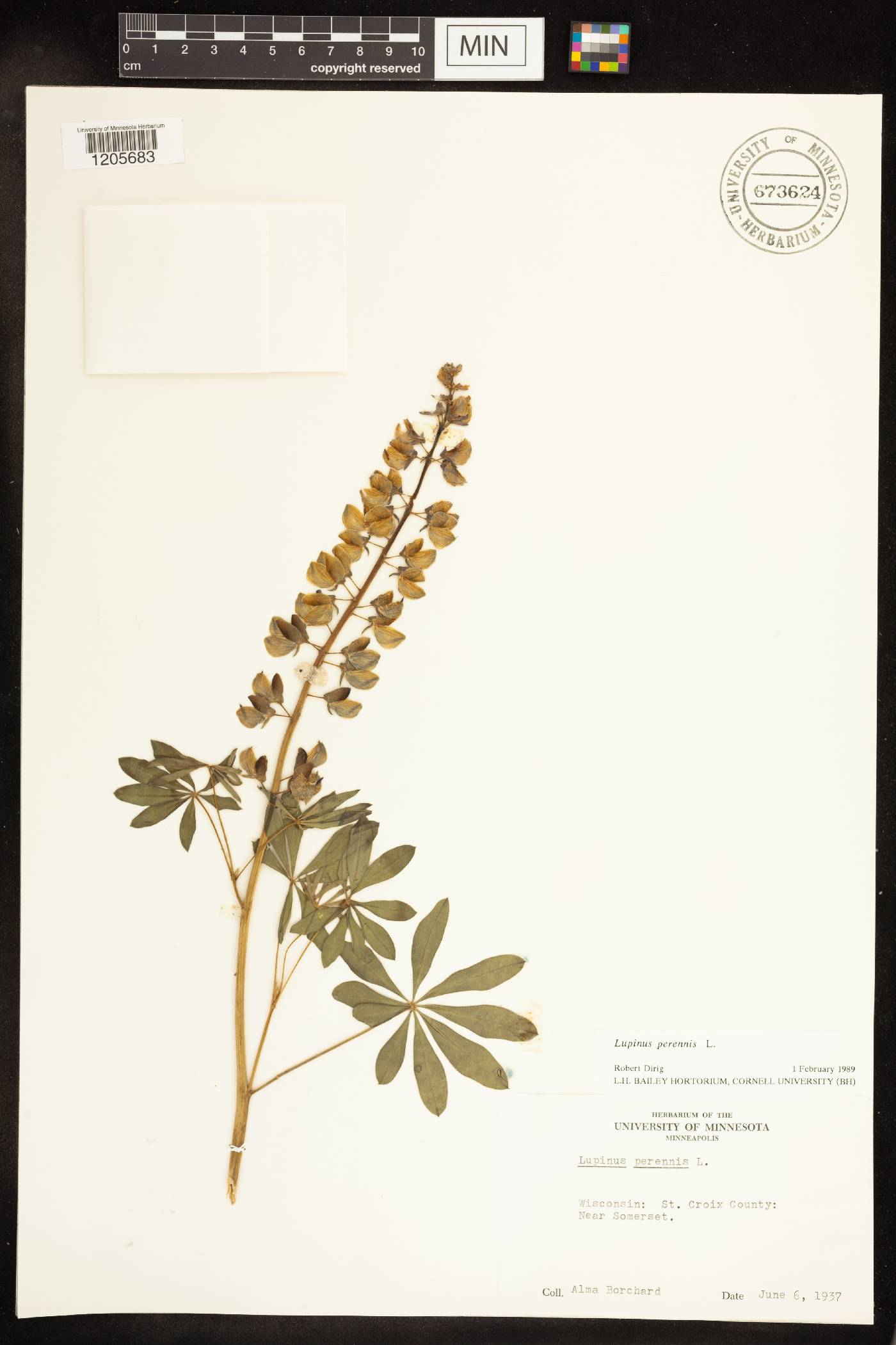 Lupinus perennis image
