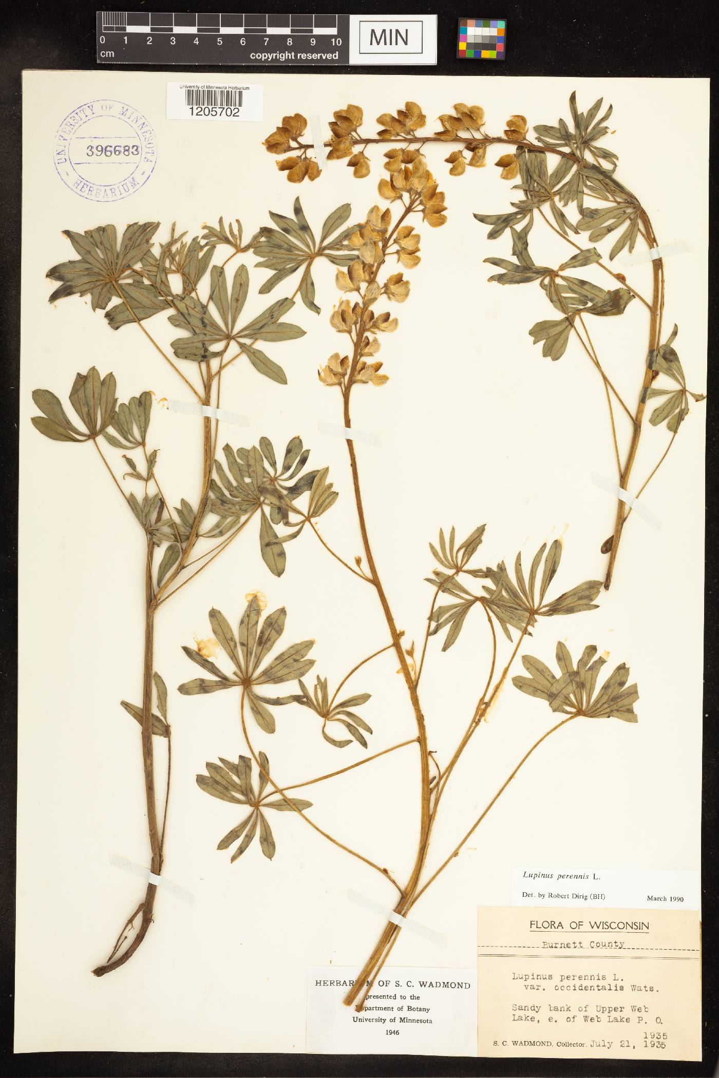 Lupinus perennis var. occidentalis image