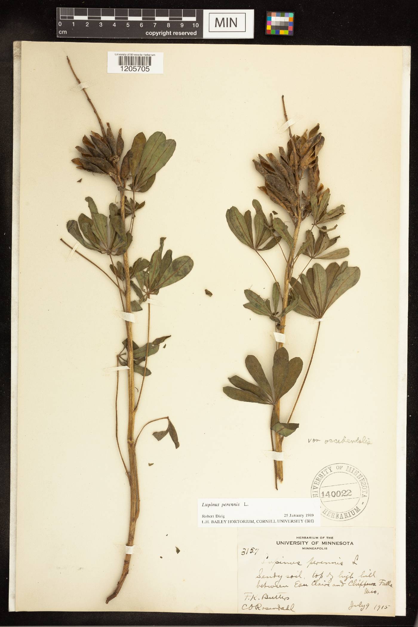 Lupinus perennis var. occidentalis image