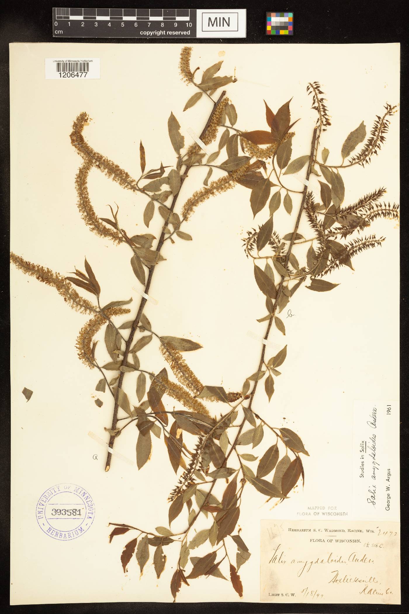 Salix amygdaloides image