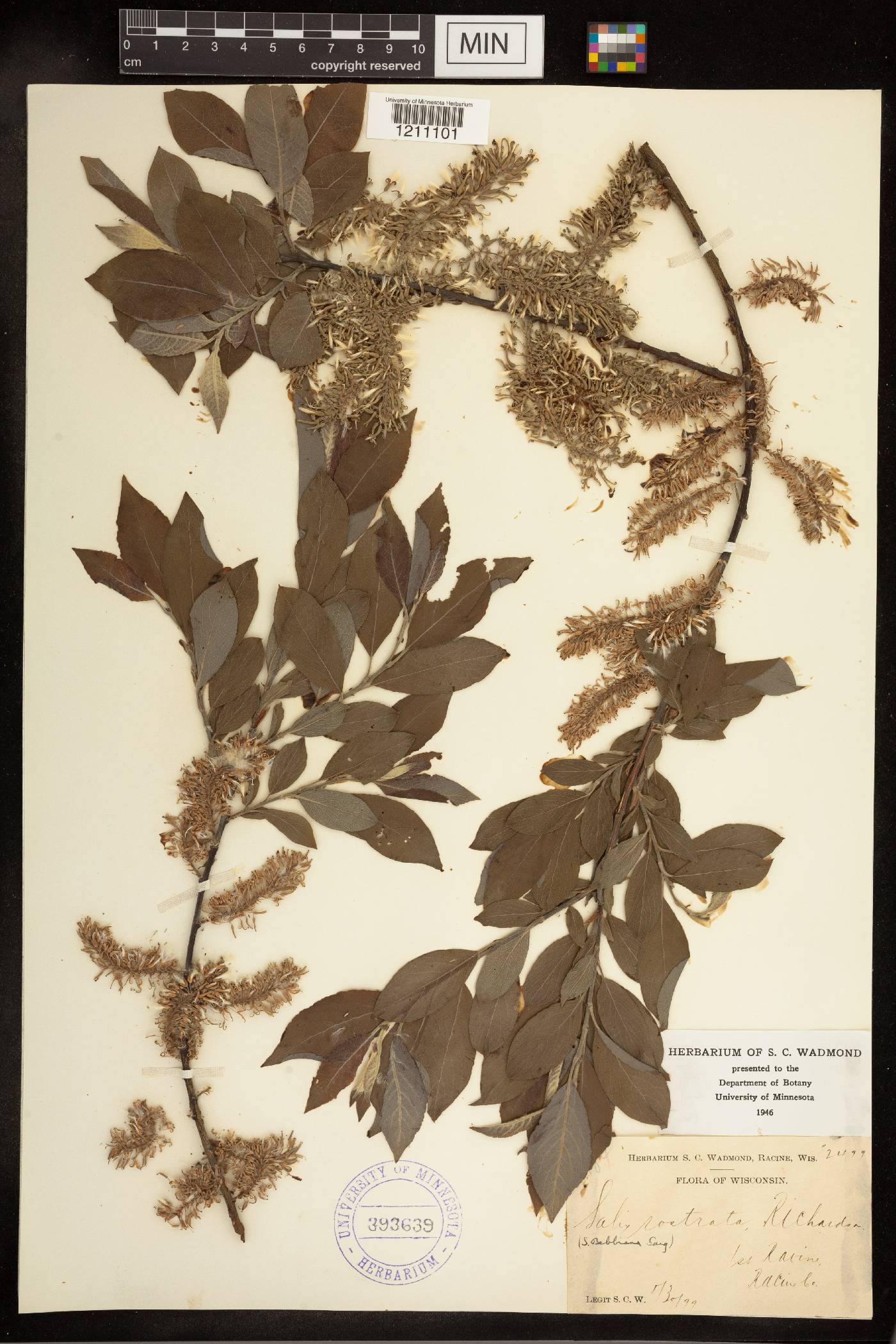 Salix bebbiana image