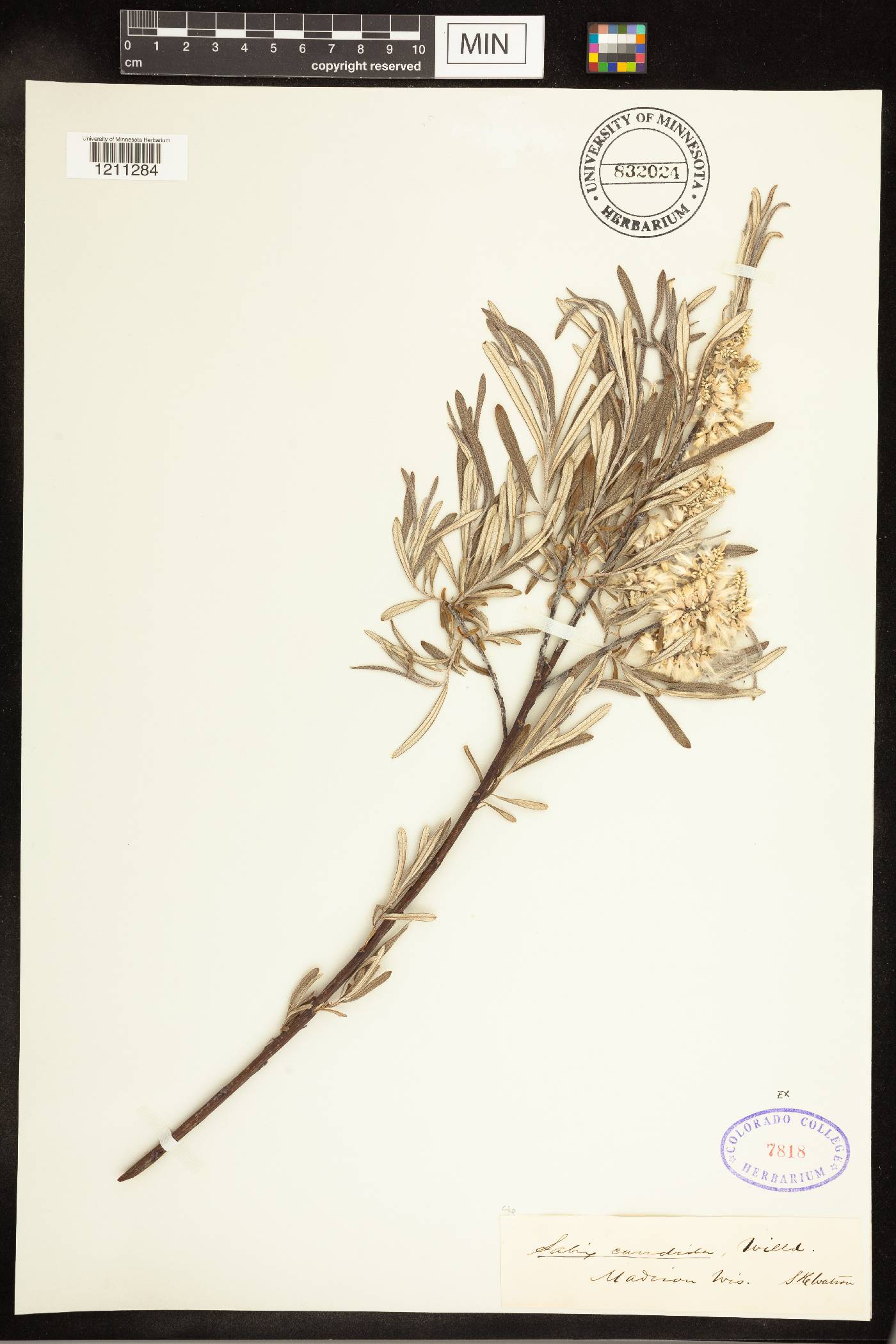 Salix candida image