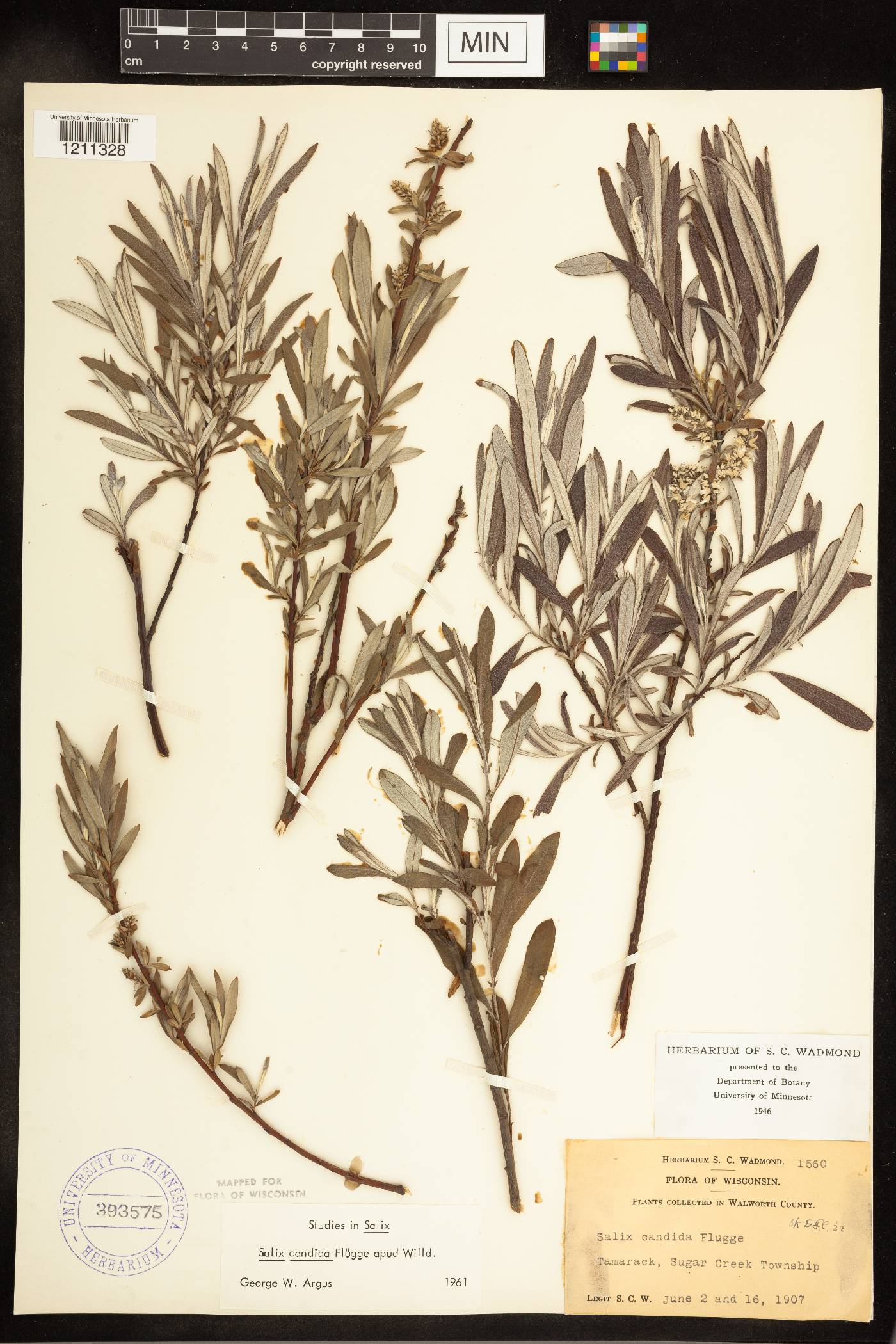 Salix candida image