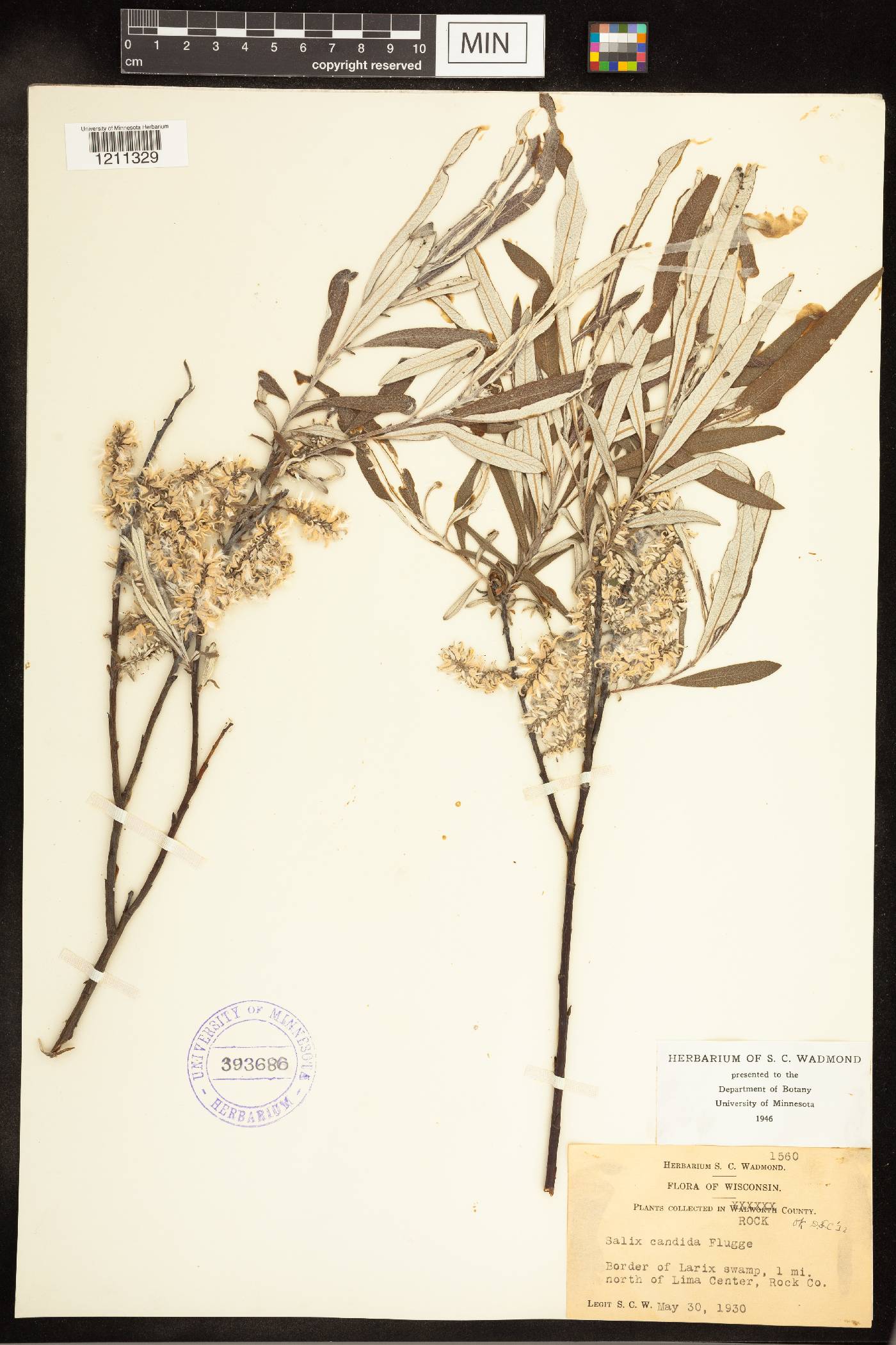 Salix candida image