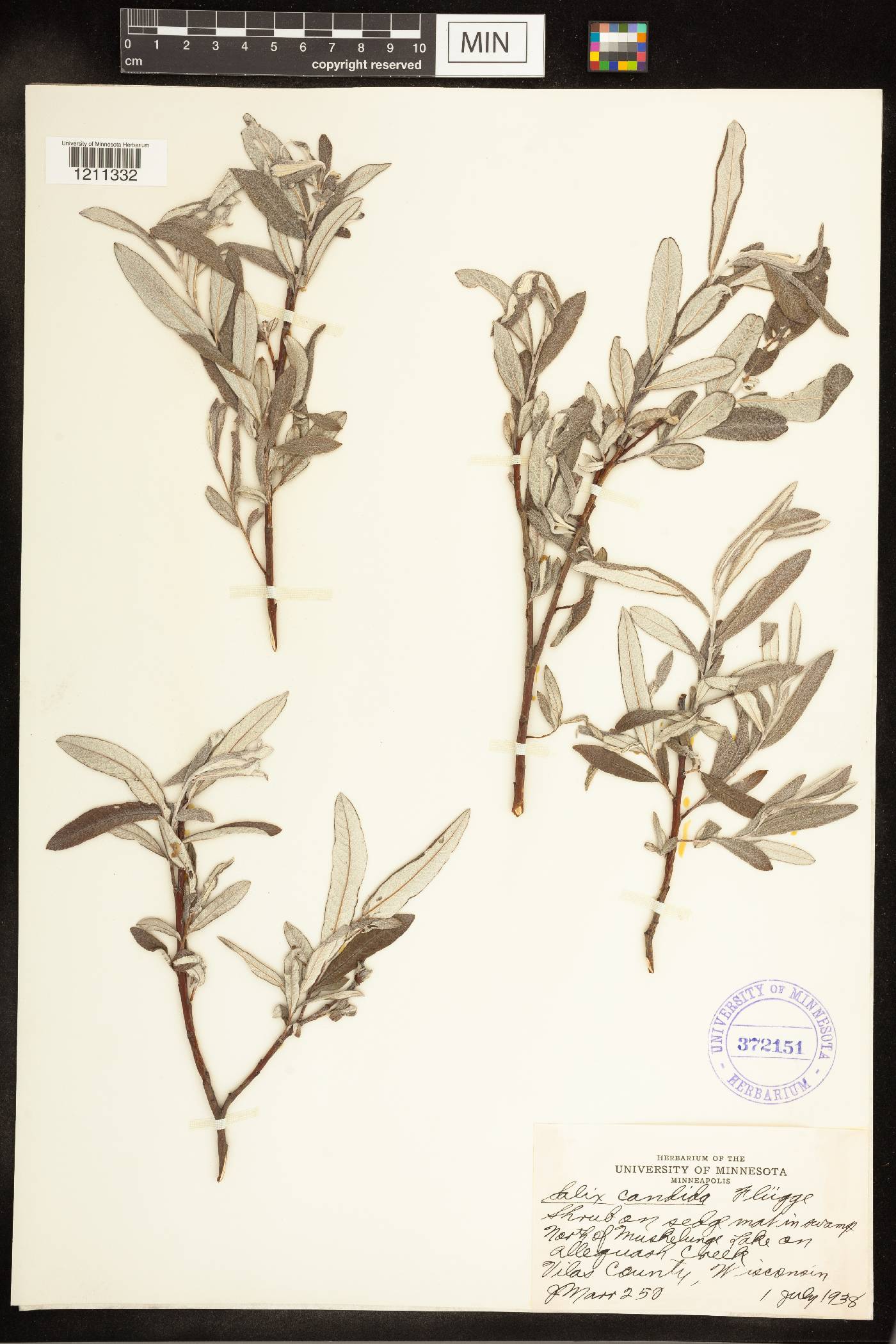 Salix candida image