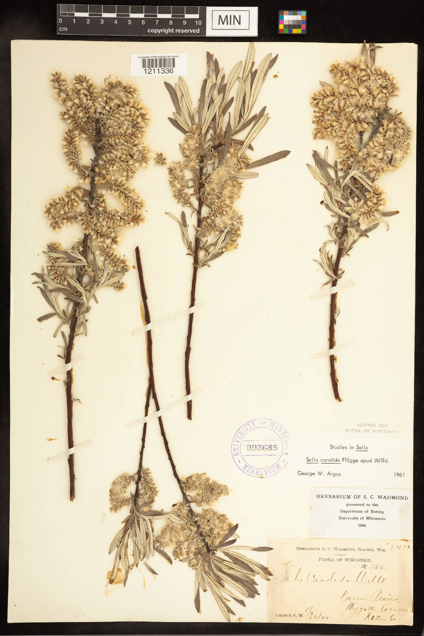 Salix candida image