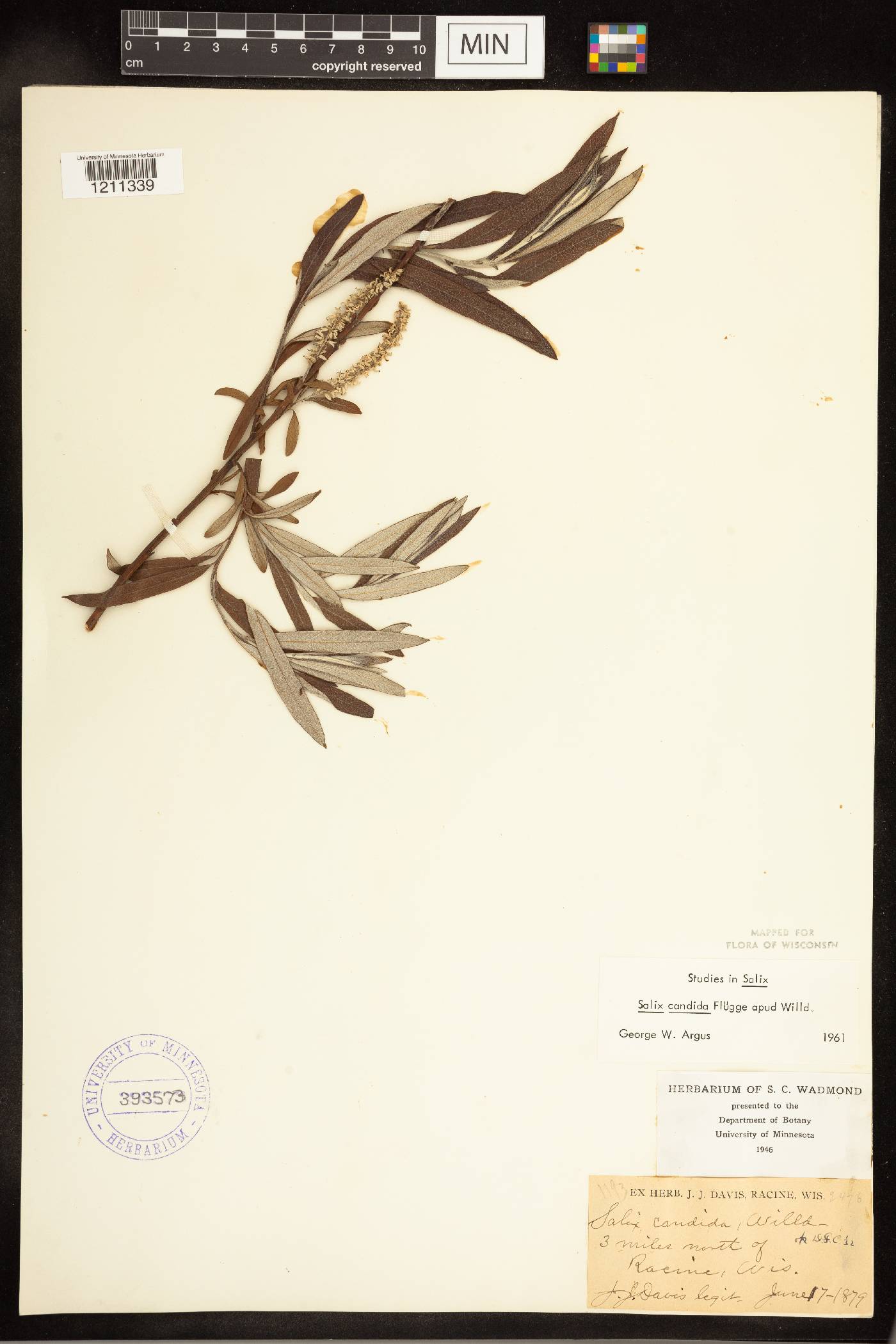 Salix candida image