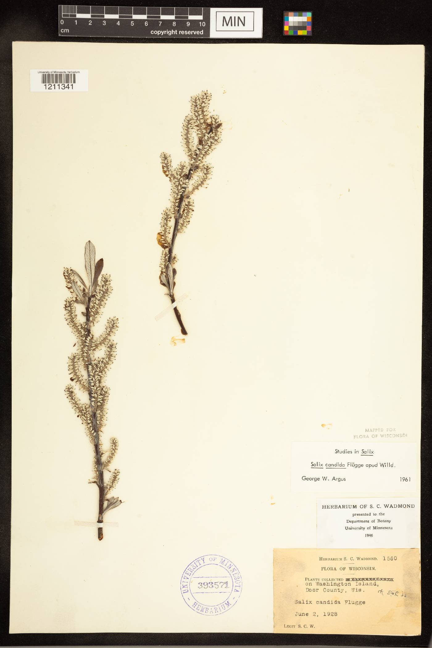 Salix candida image